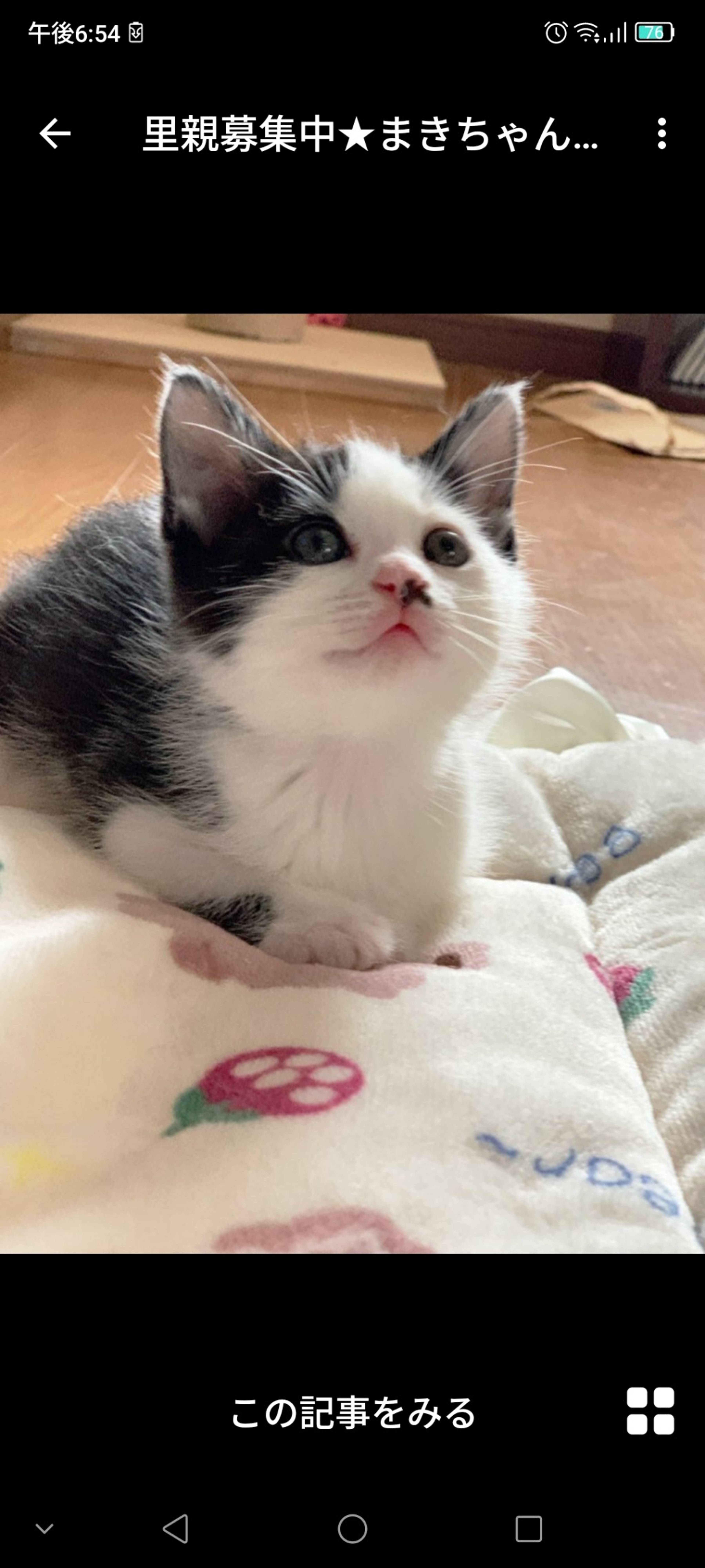 雑種（ミックス猫）・メスの里親募集の写真