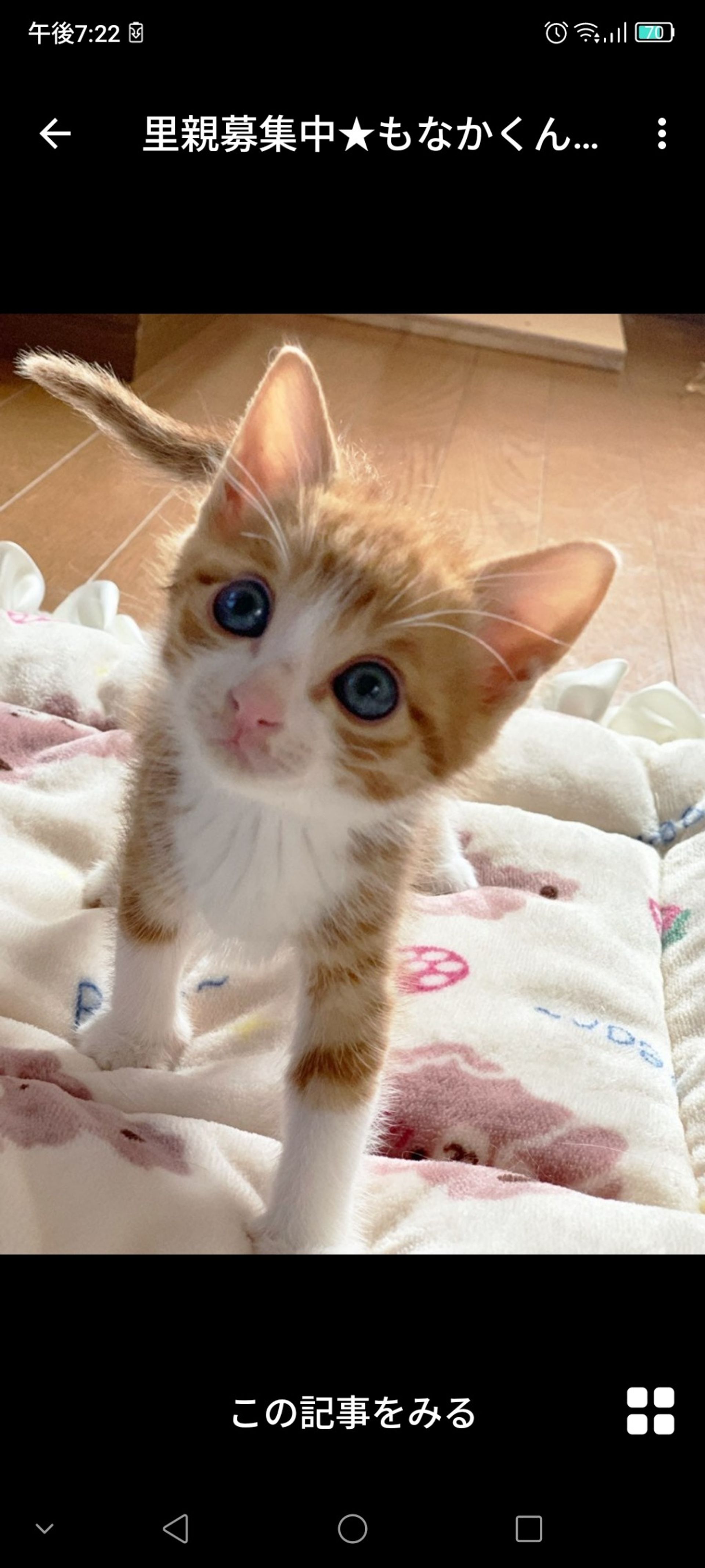 雑種（ミックス猫）・オスの里親募集の写真