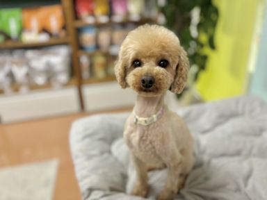 ふっくりんこ