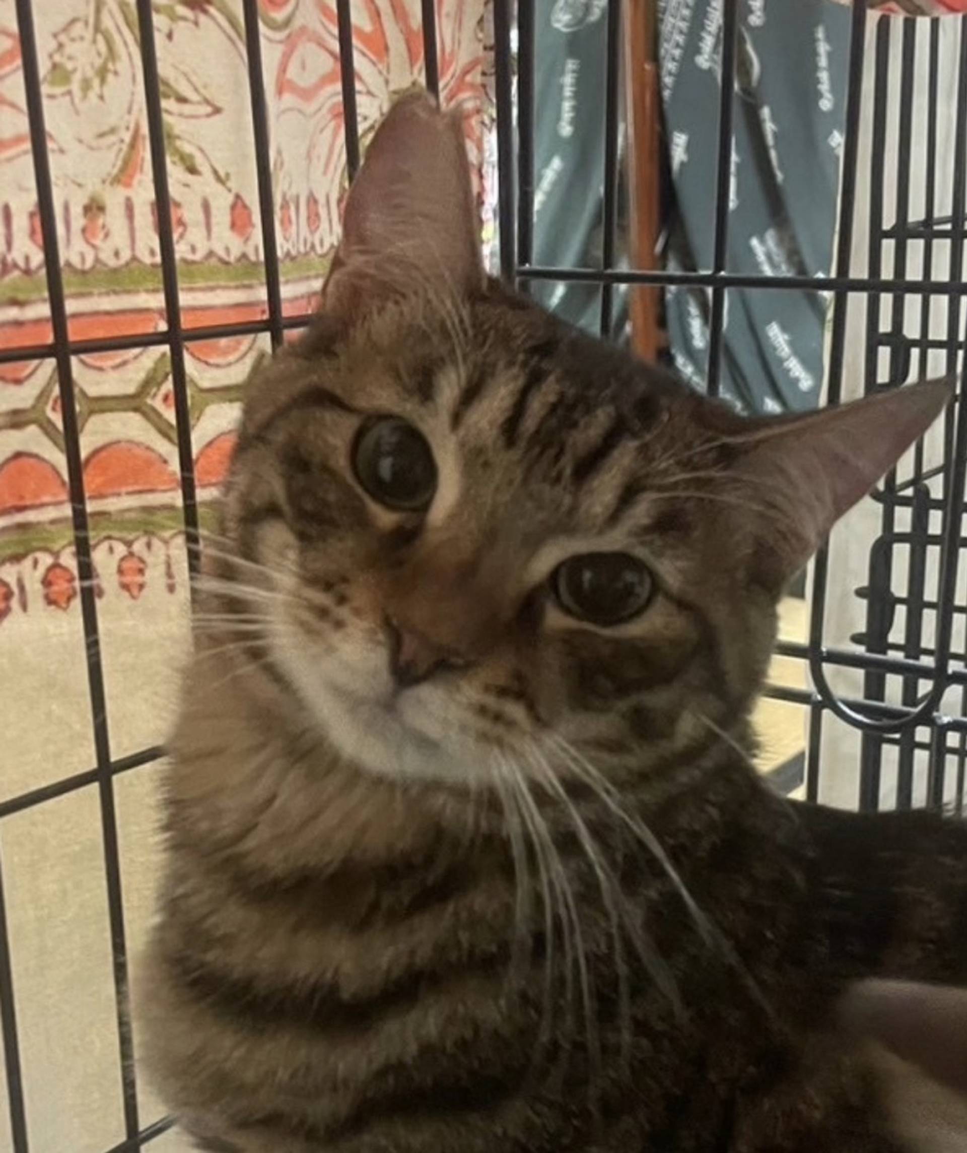 雑種（ミックス猫）・オスの里親募集の写真