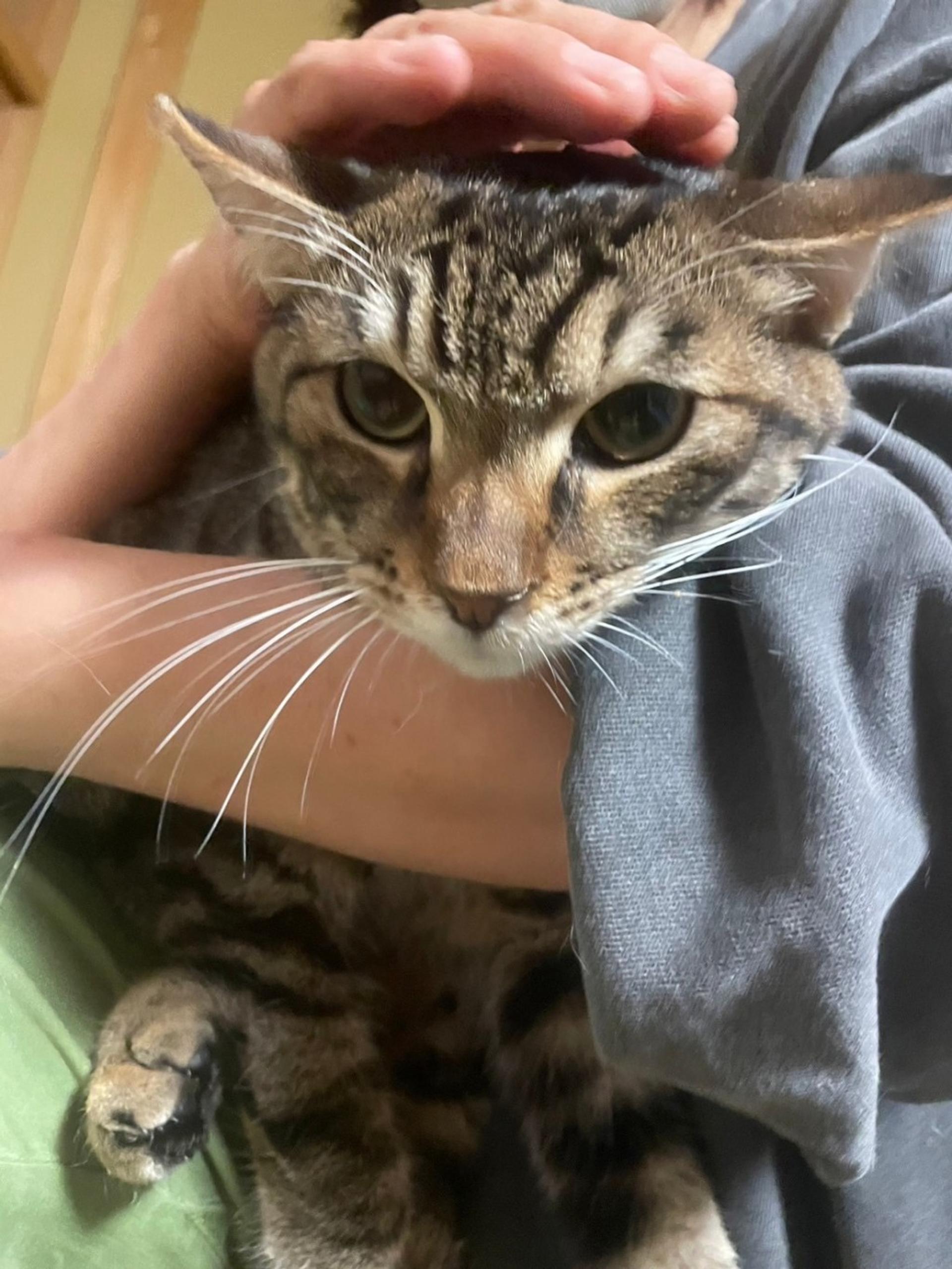 pet-image-4