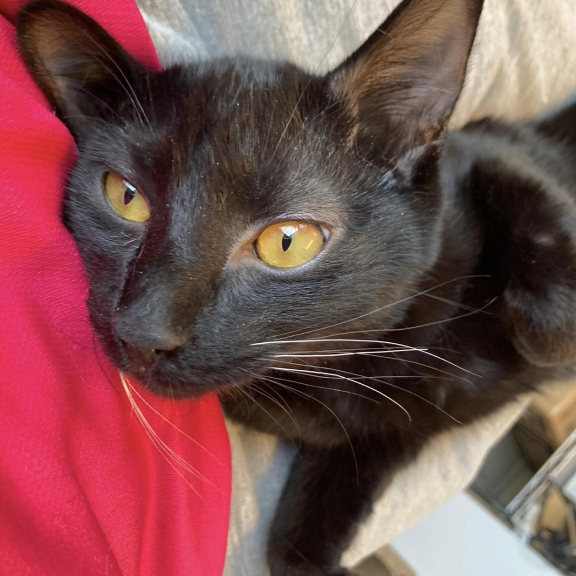 pet-image-2