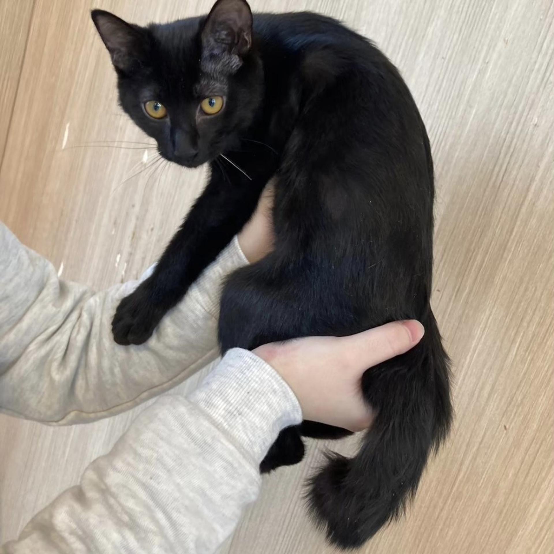 pet-image-5