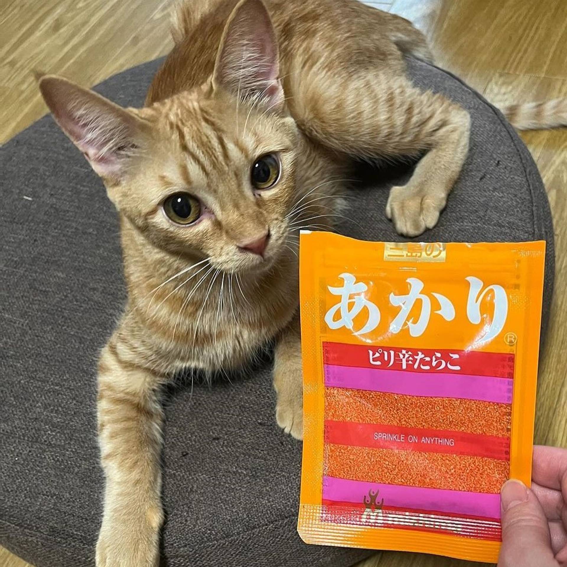 雑種（ミックス猫）・メスの里親募集の写真