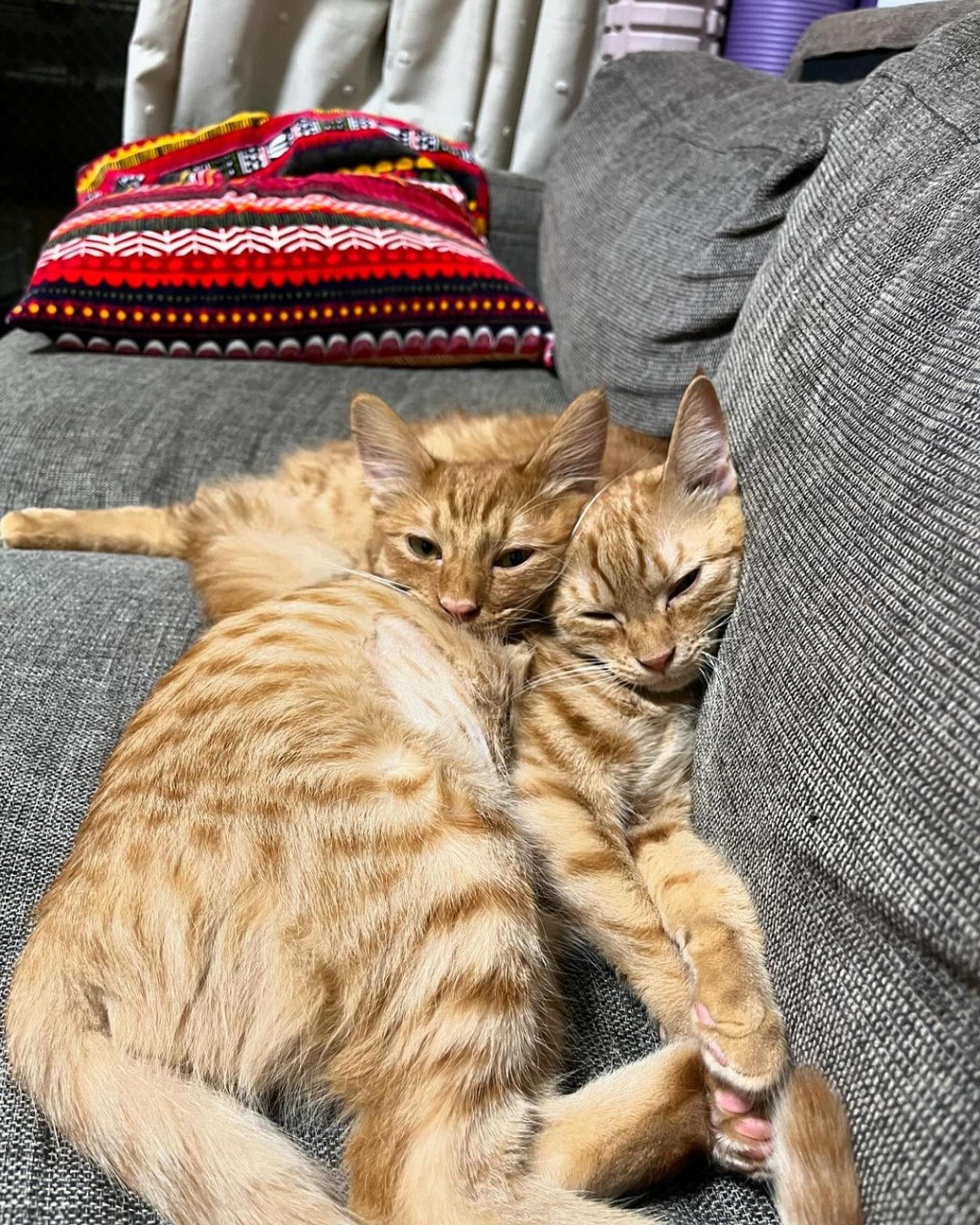 pet-image-6