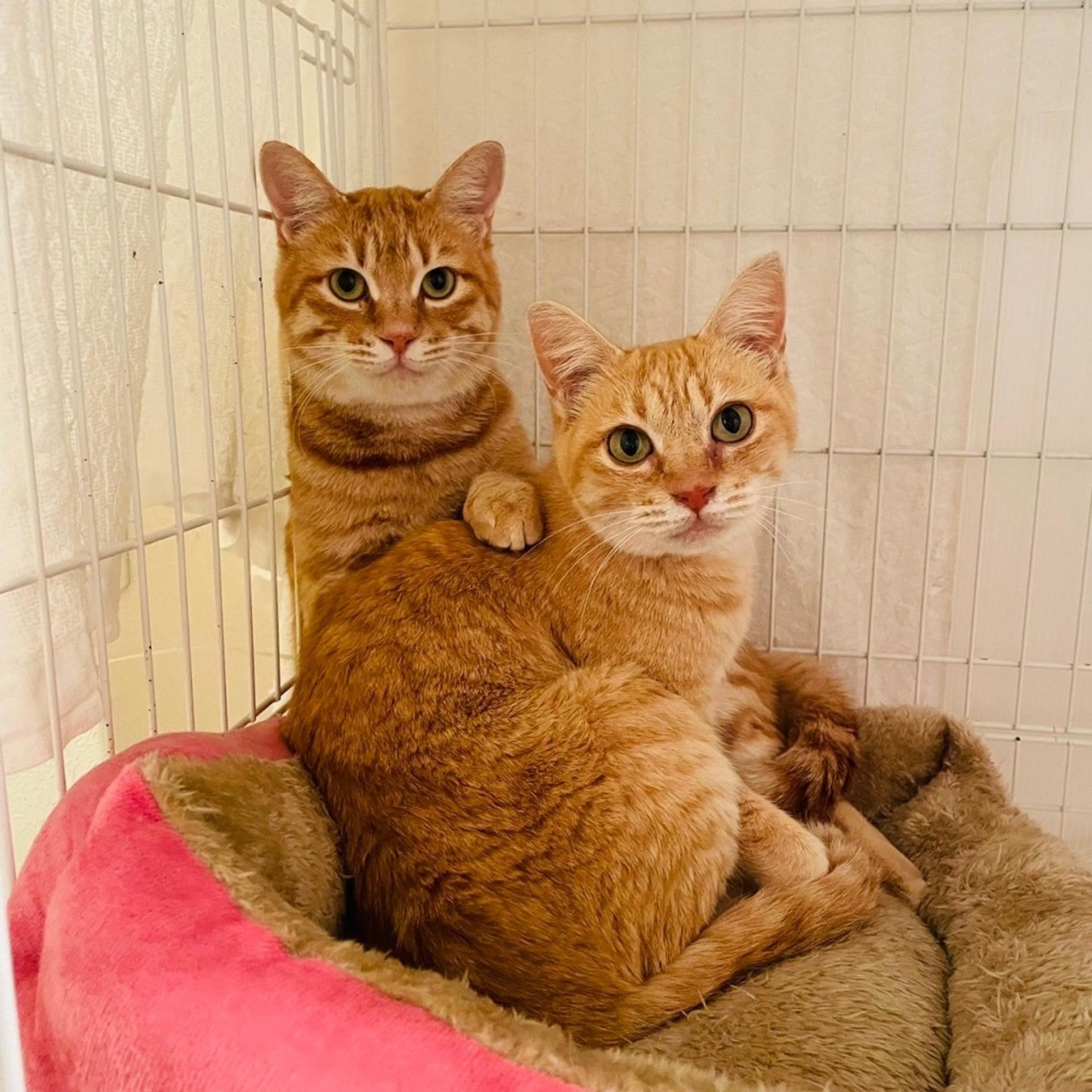 pet-image-8