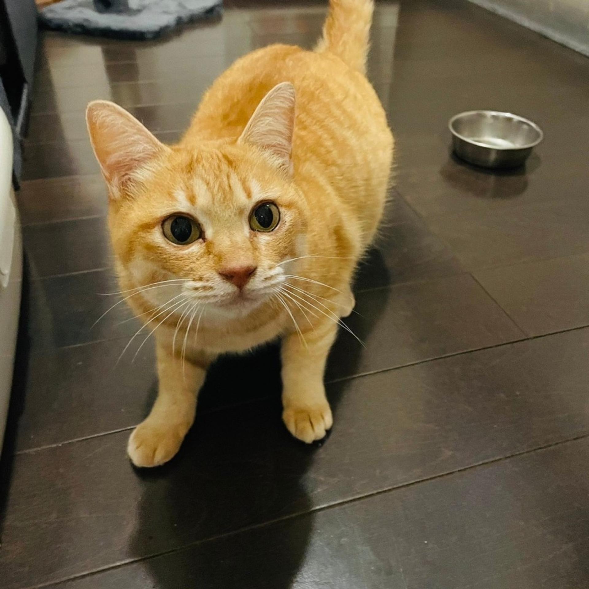 pet-image-4