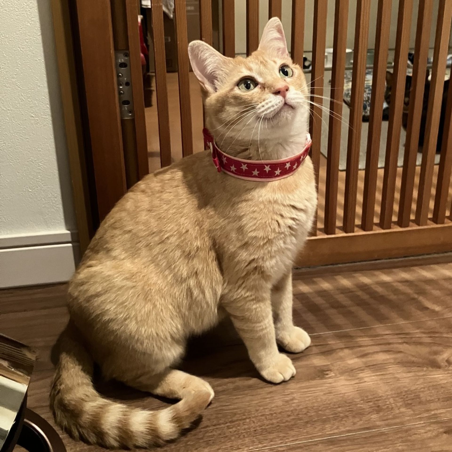 雑種（ミックス猫）・メスの里親募集の写真