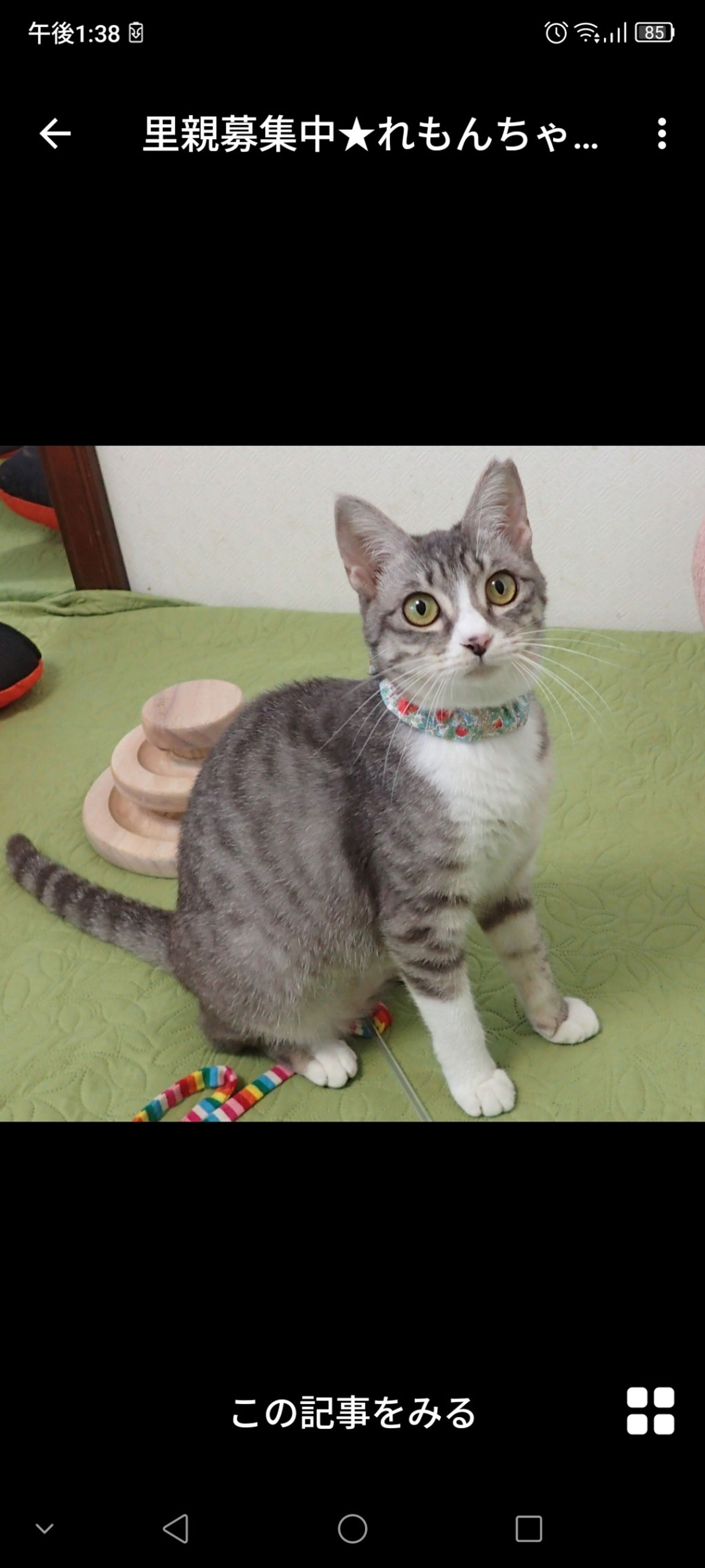 雑種（ミックス猫）・メスの里親募集の写真