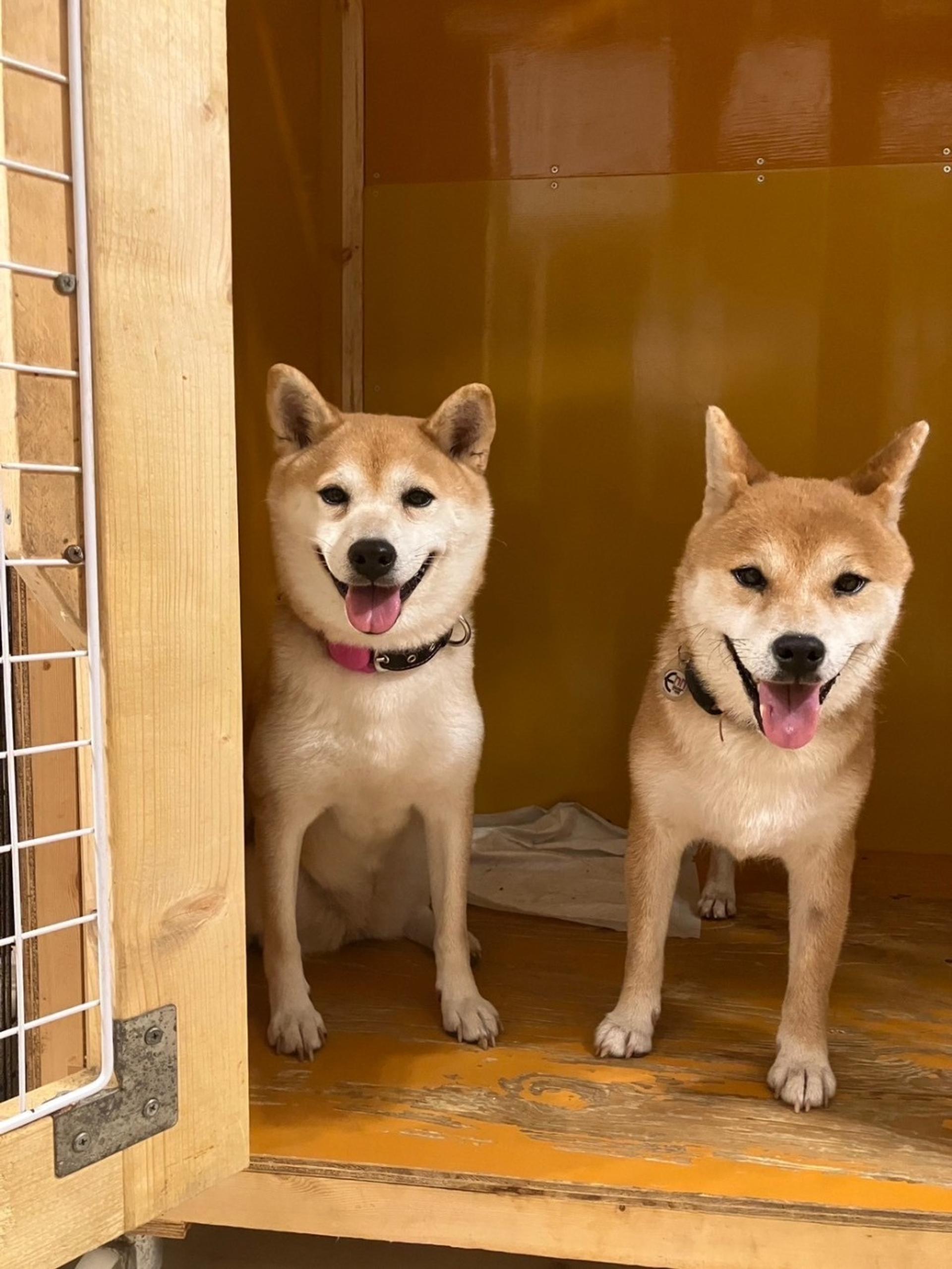 pet-image-4
