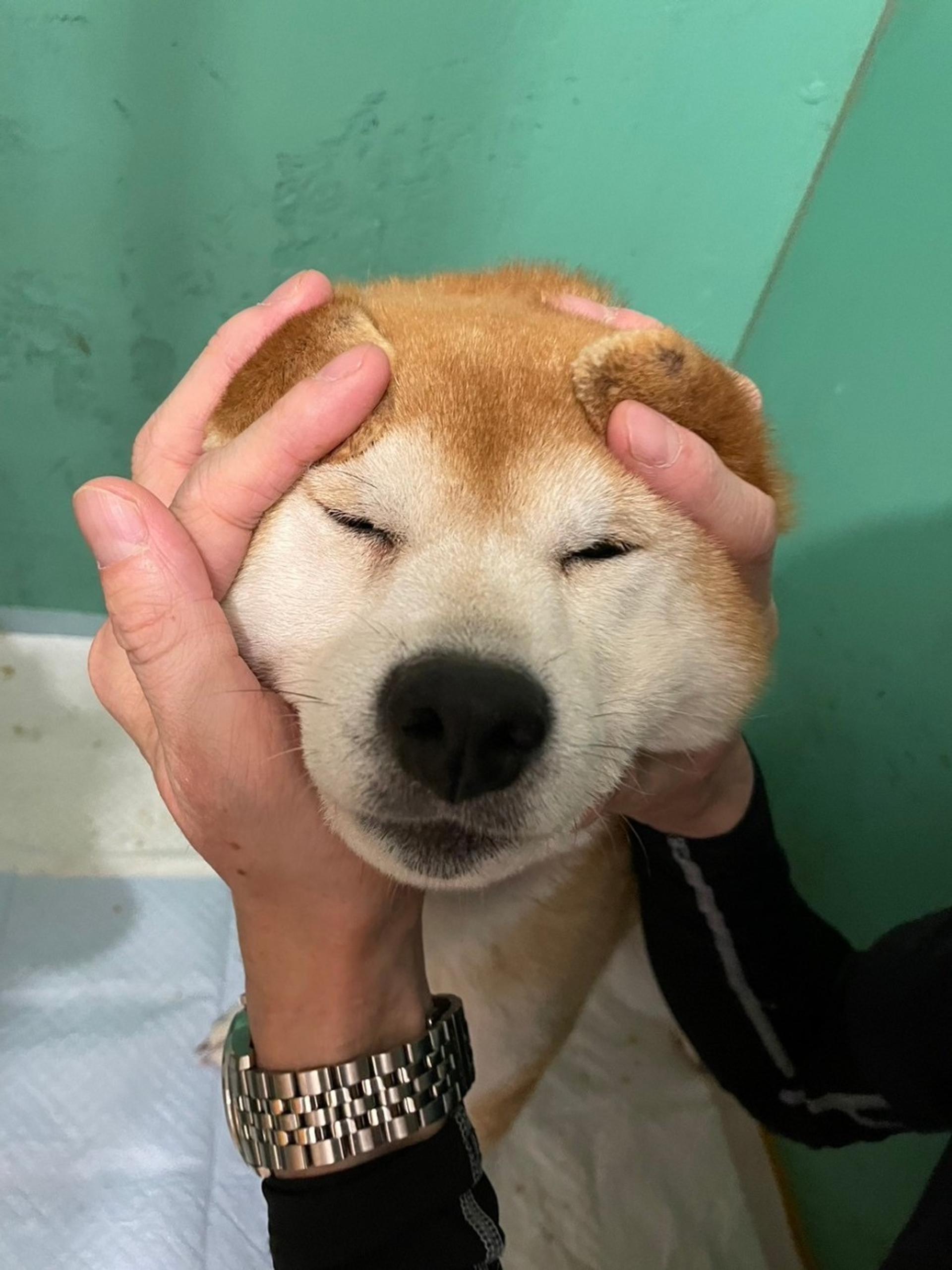 pet-image-7