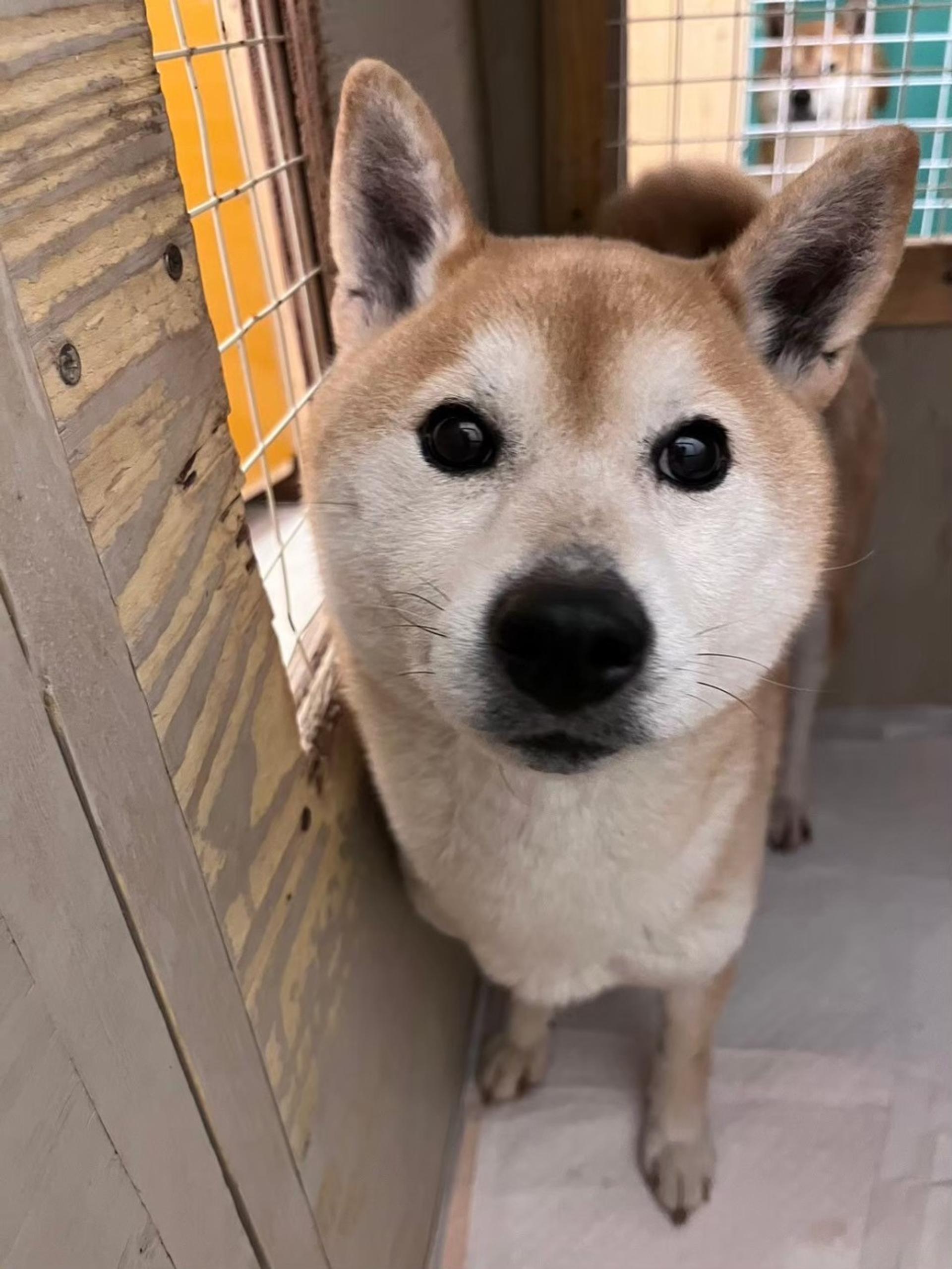 pet-image-5
