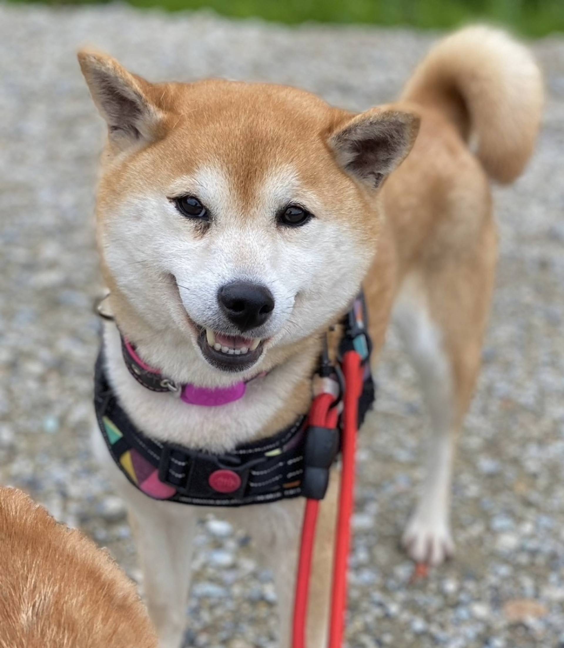 柴犬・メスの里親募集の写真