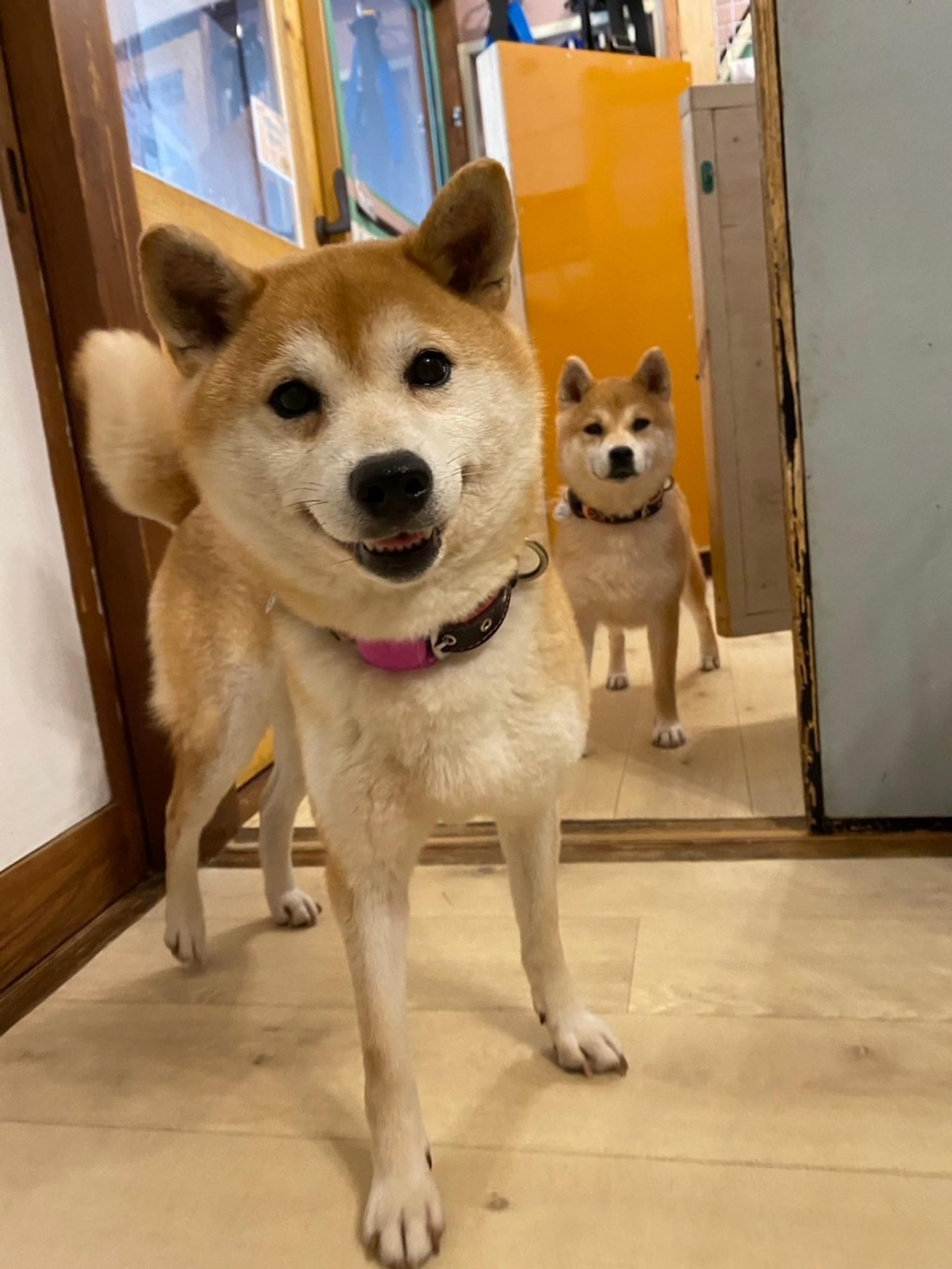 pet-image-9