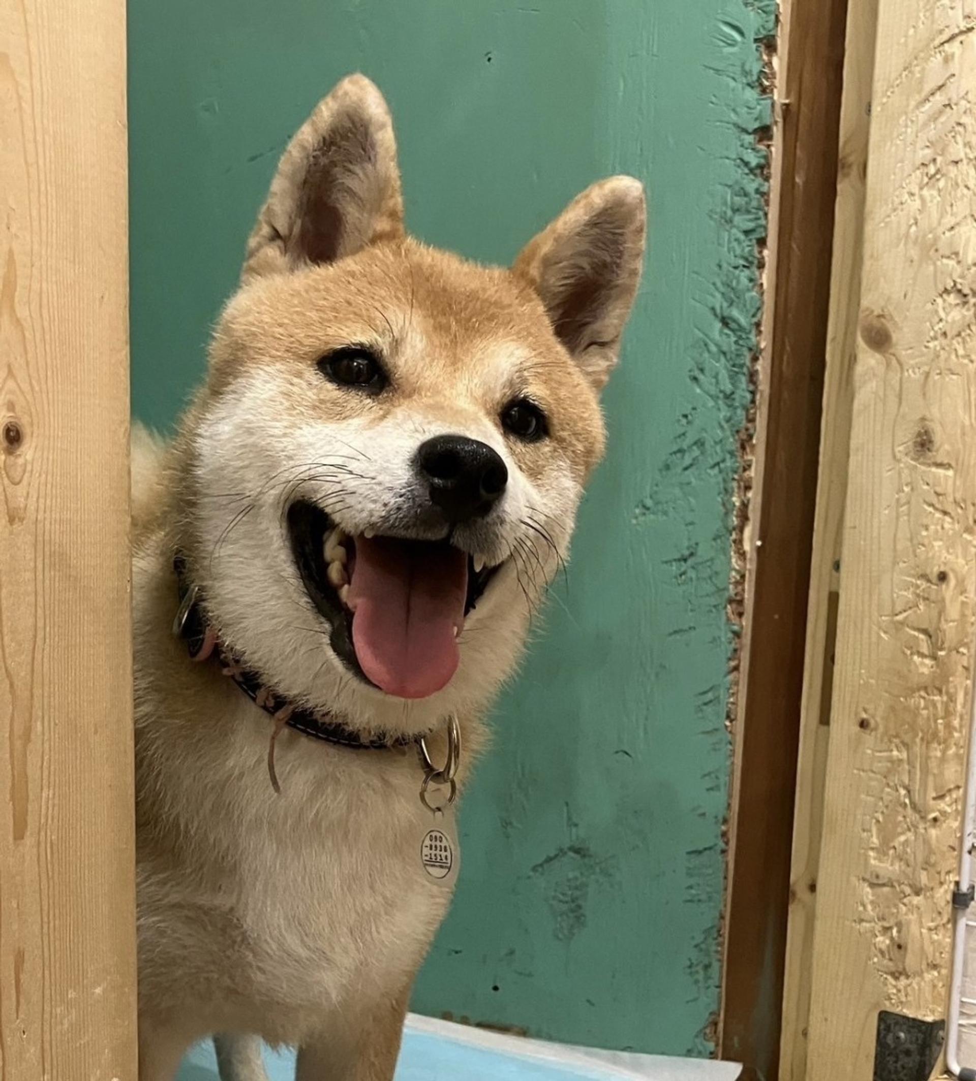 pet-image-5