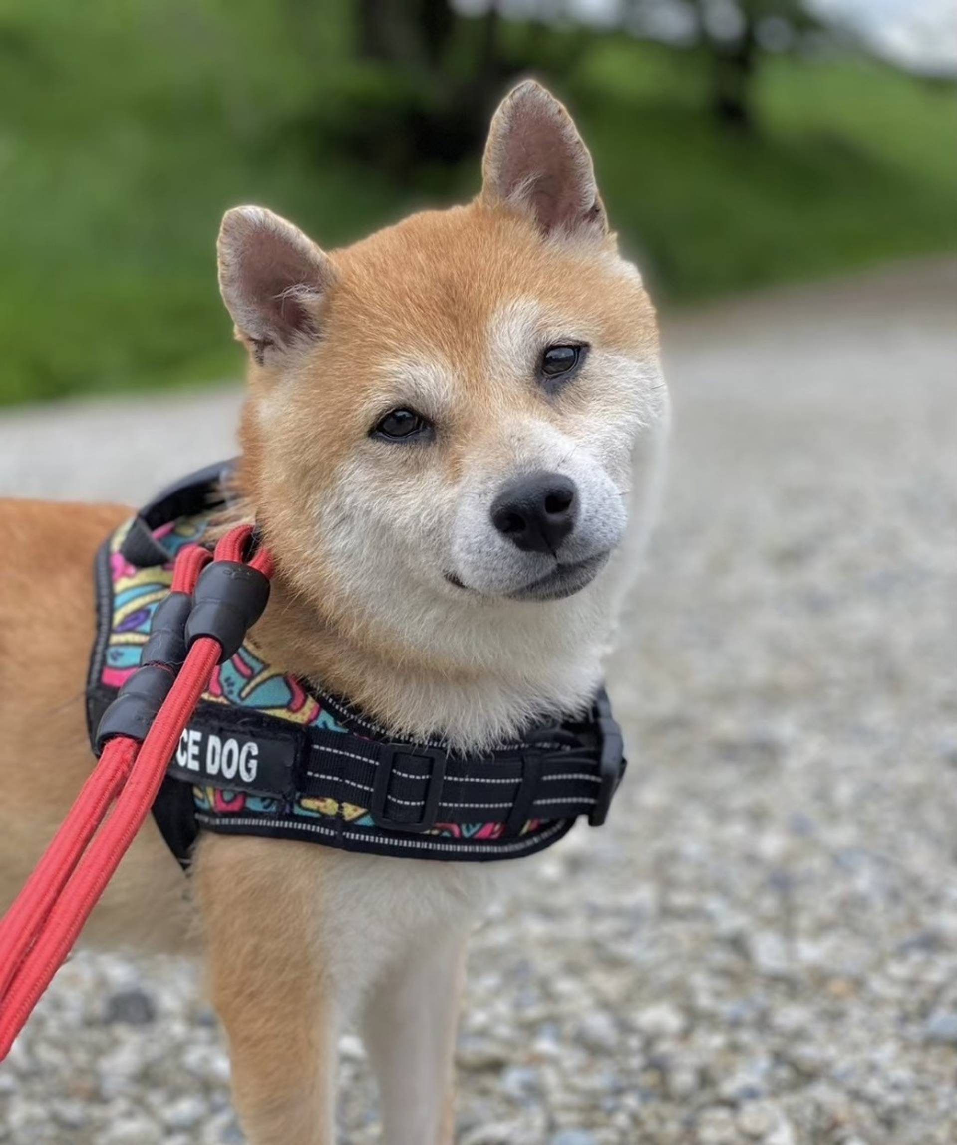 柴犬・メスの里親募集の写真