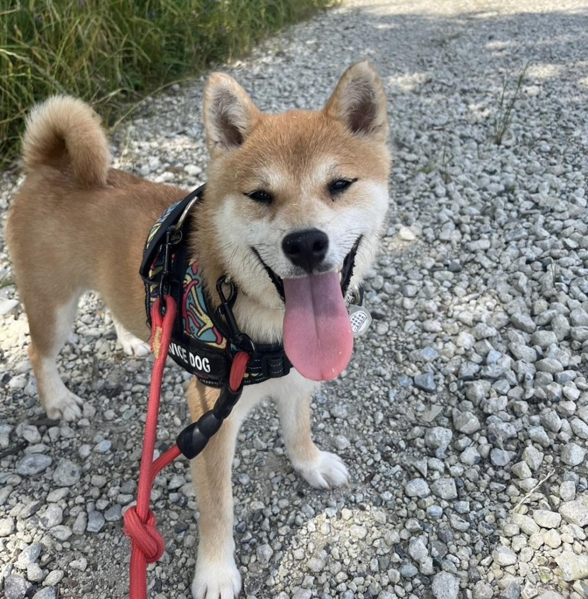 pet-image-8