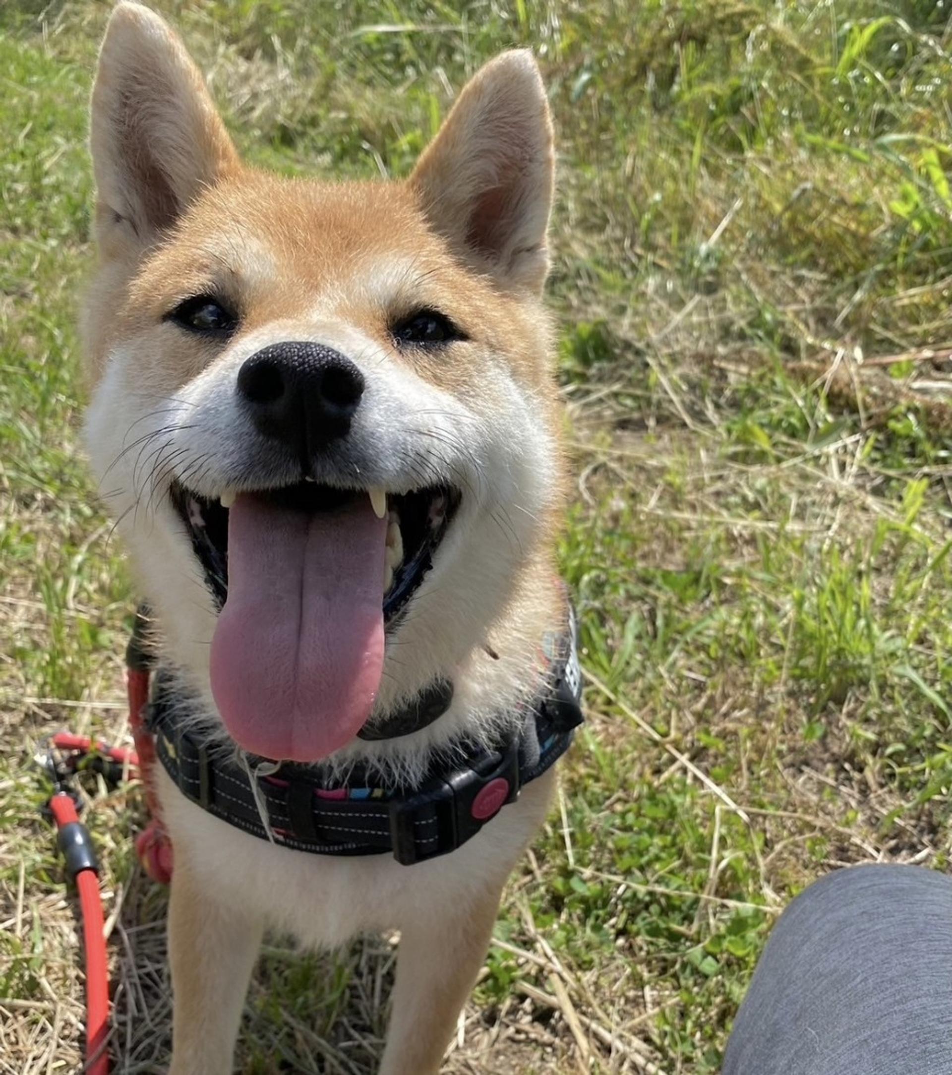 pet-image-4