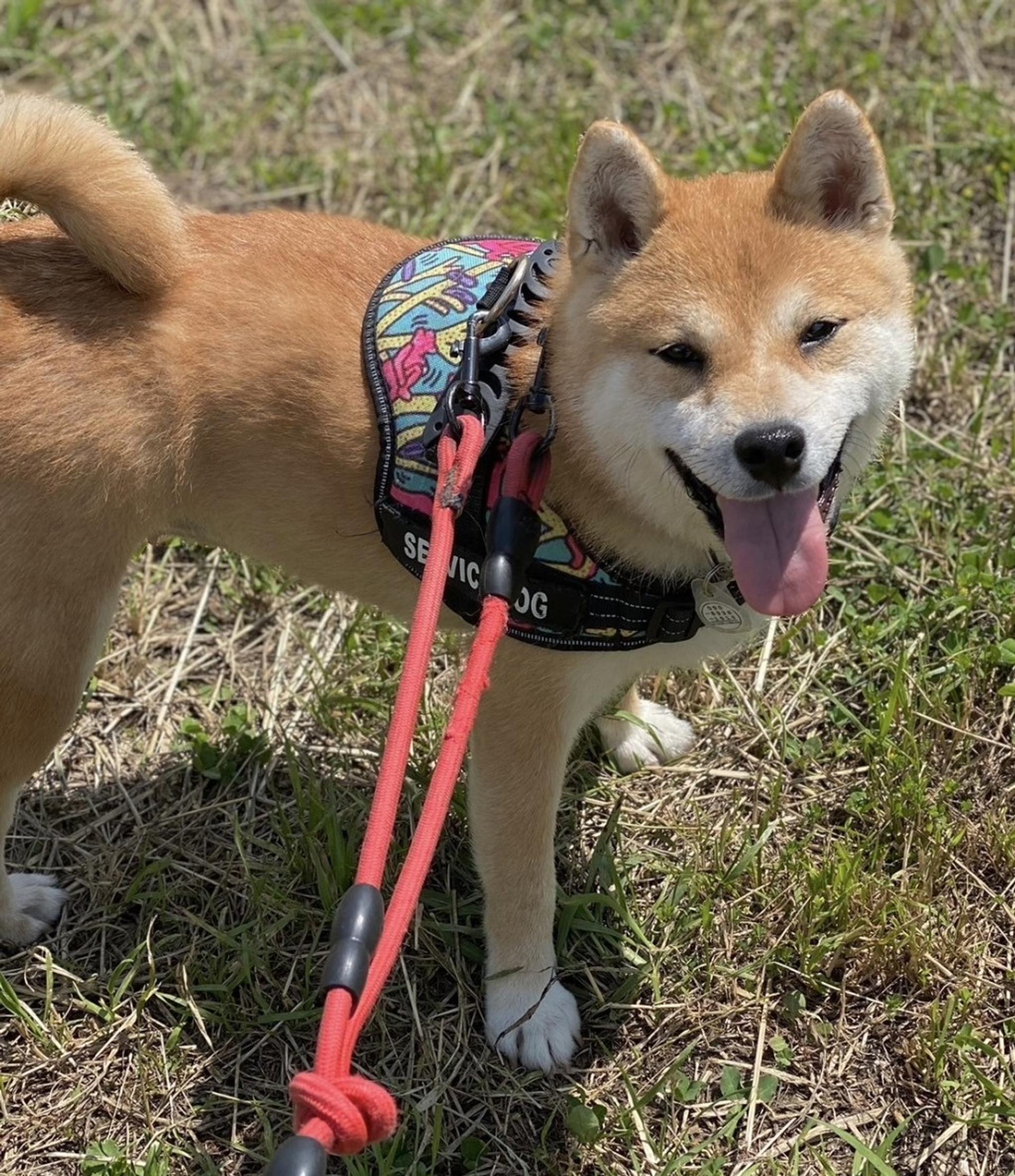 pet-image-7