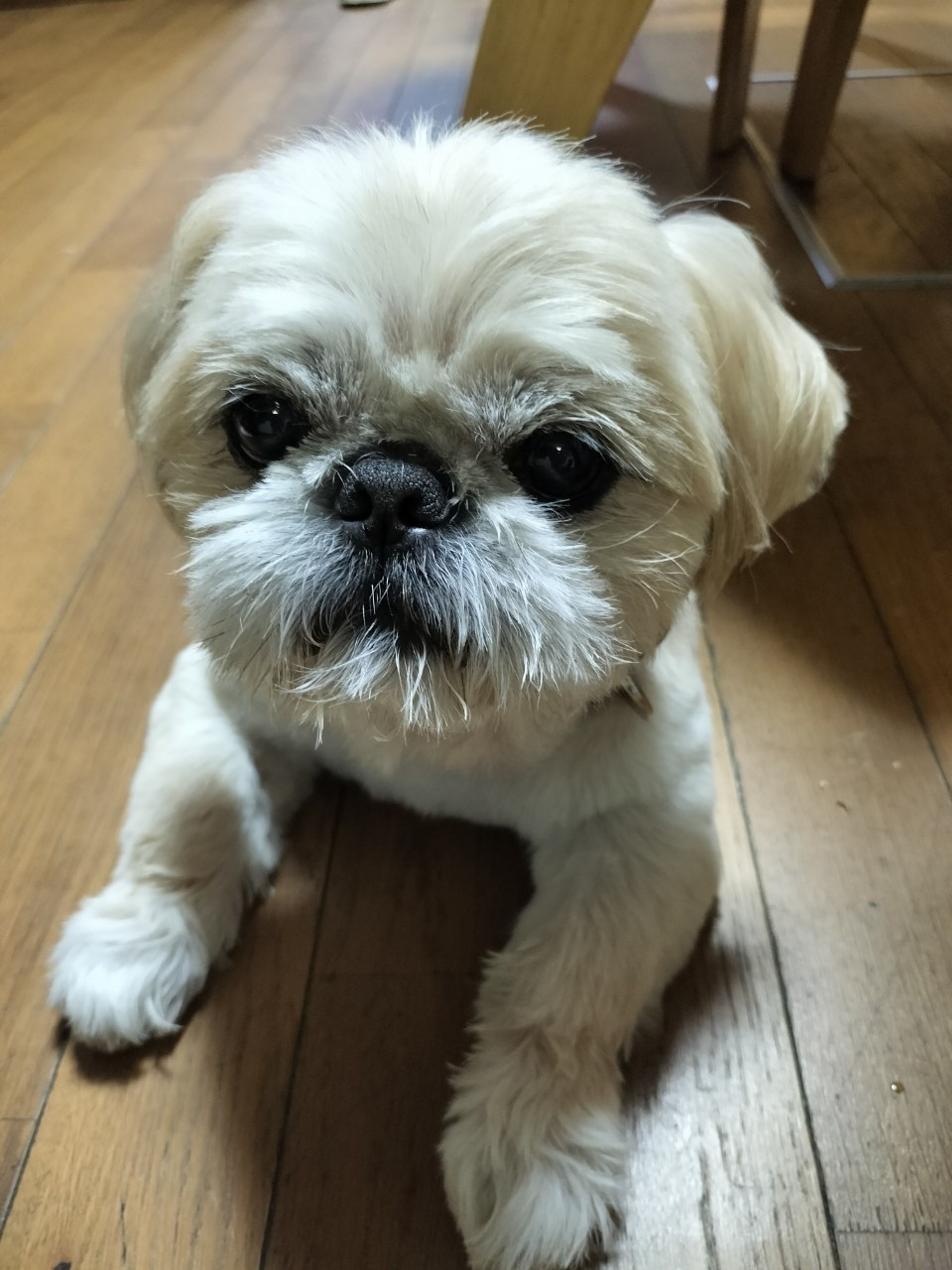 pet-image-8