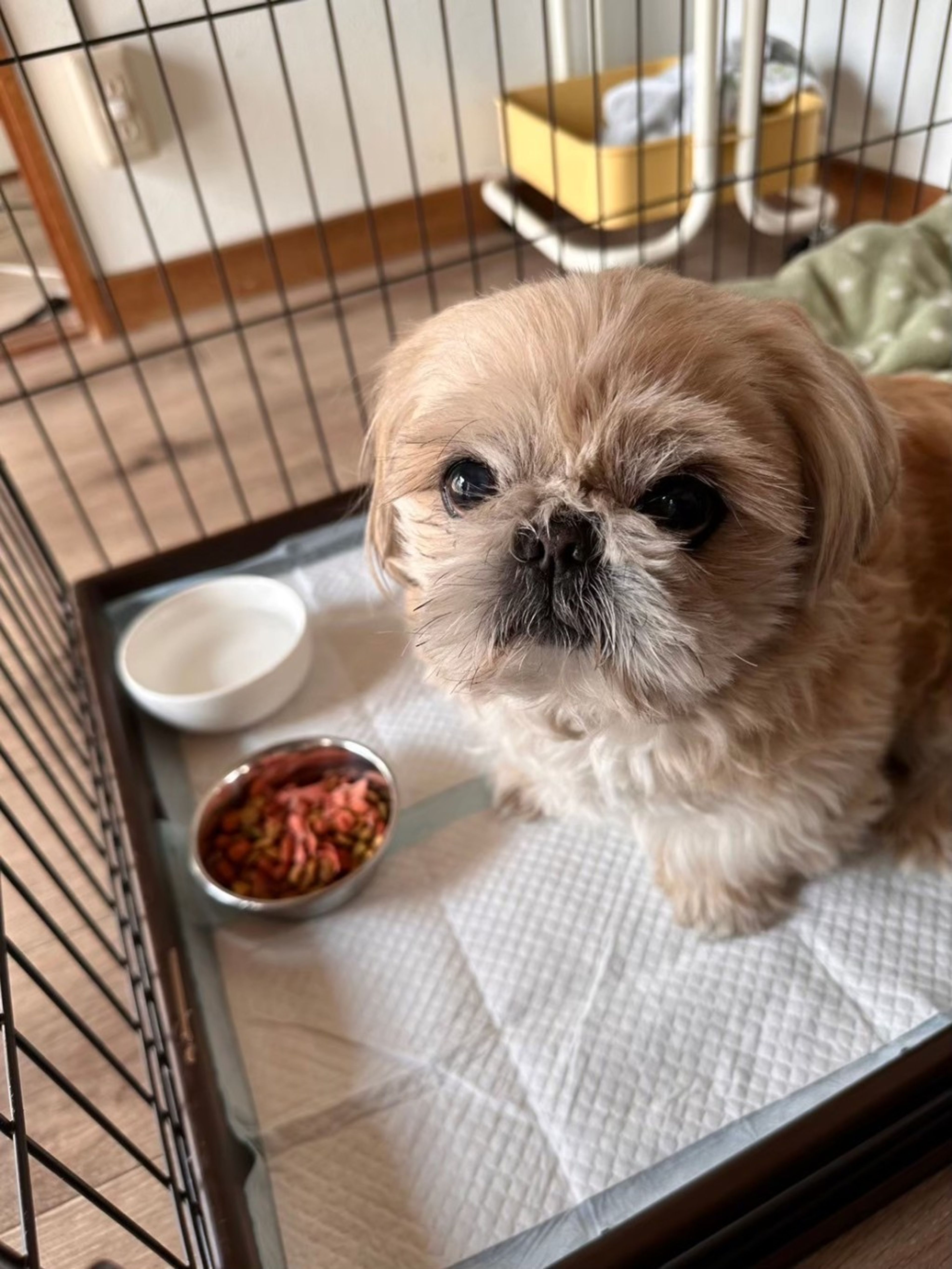 pet-image-9
