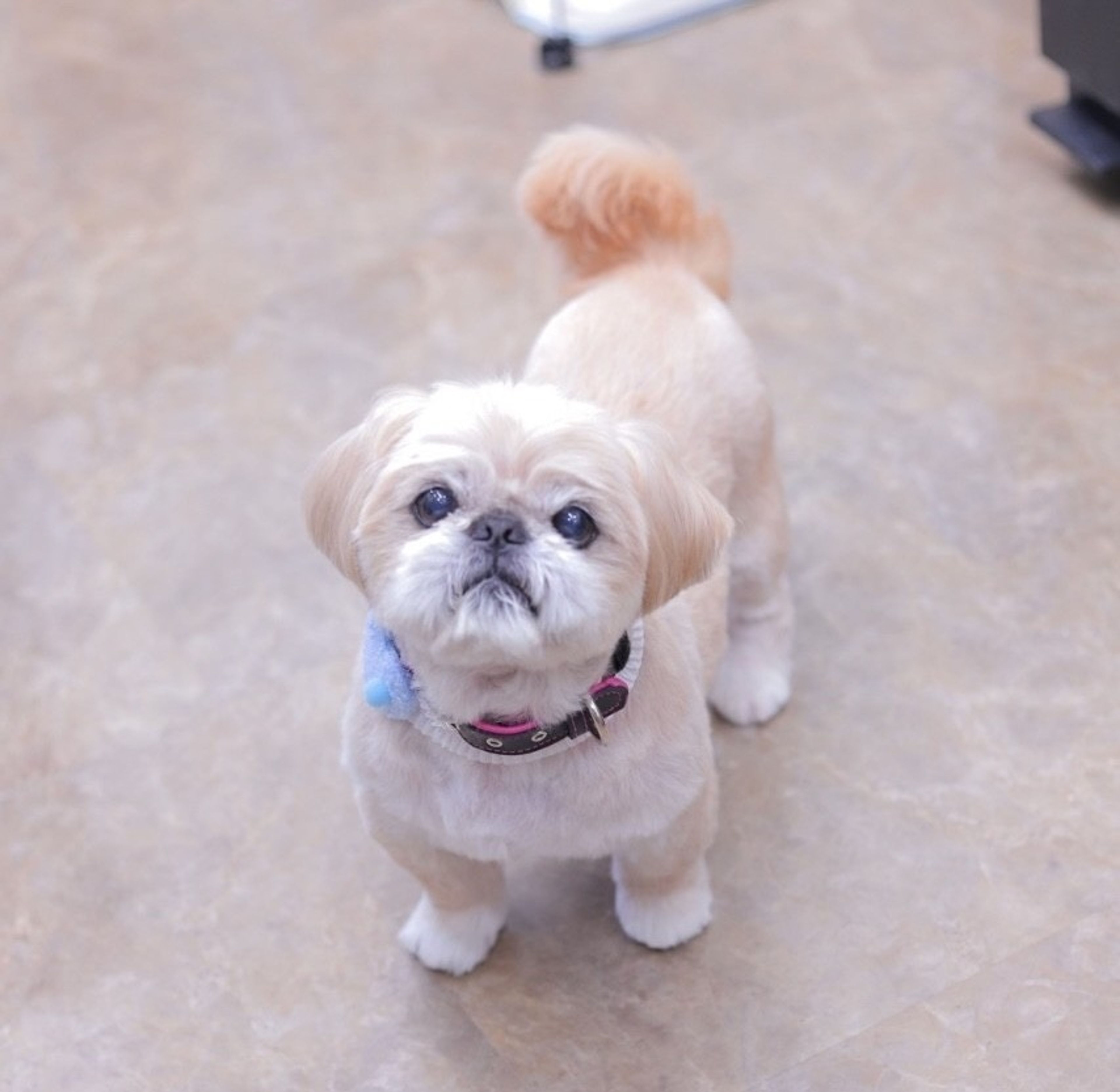pet-image-3
