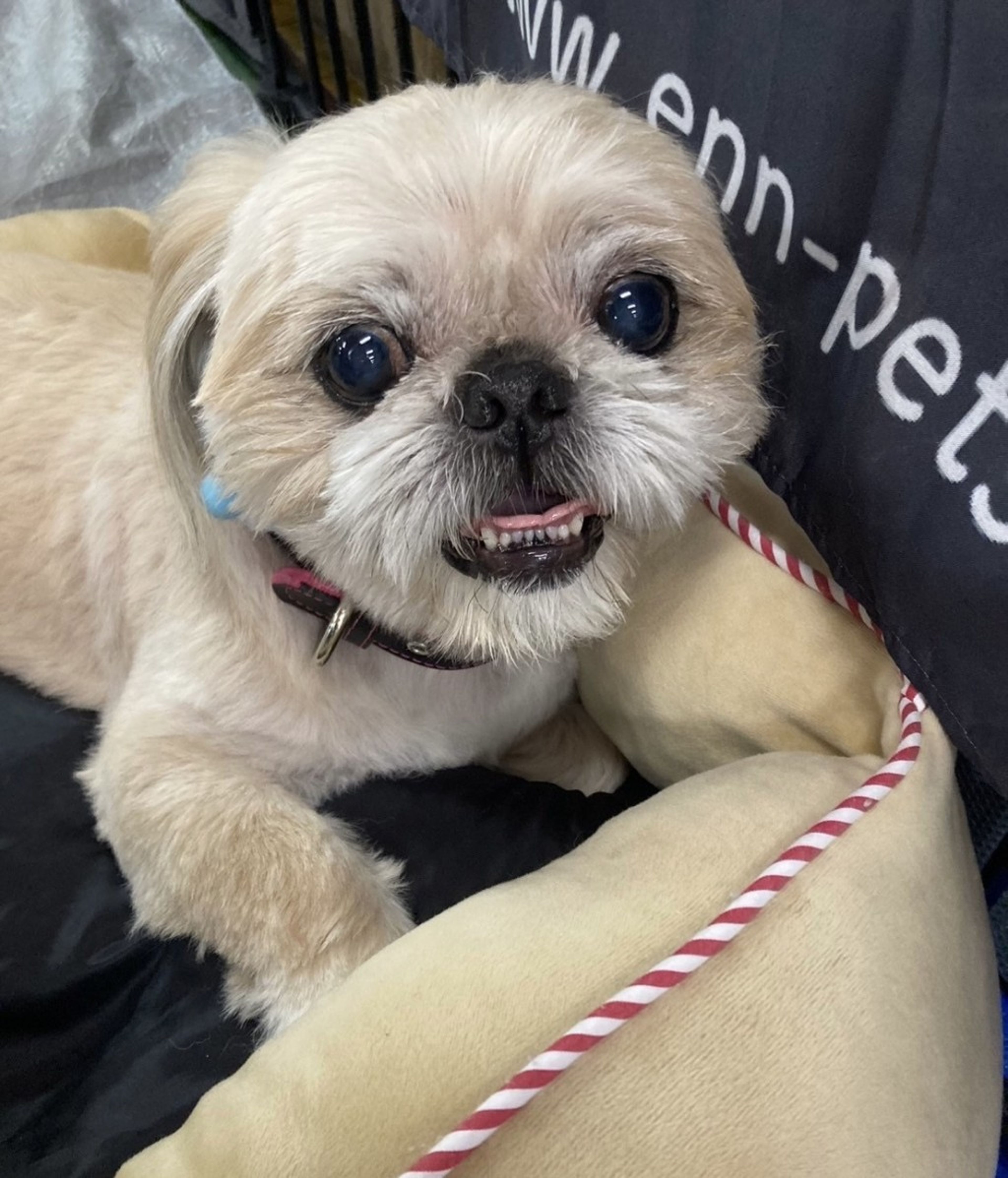 pet-image-4
