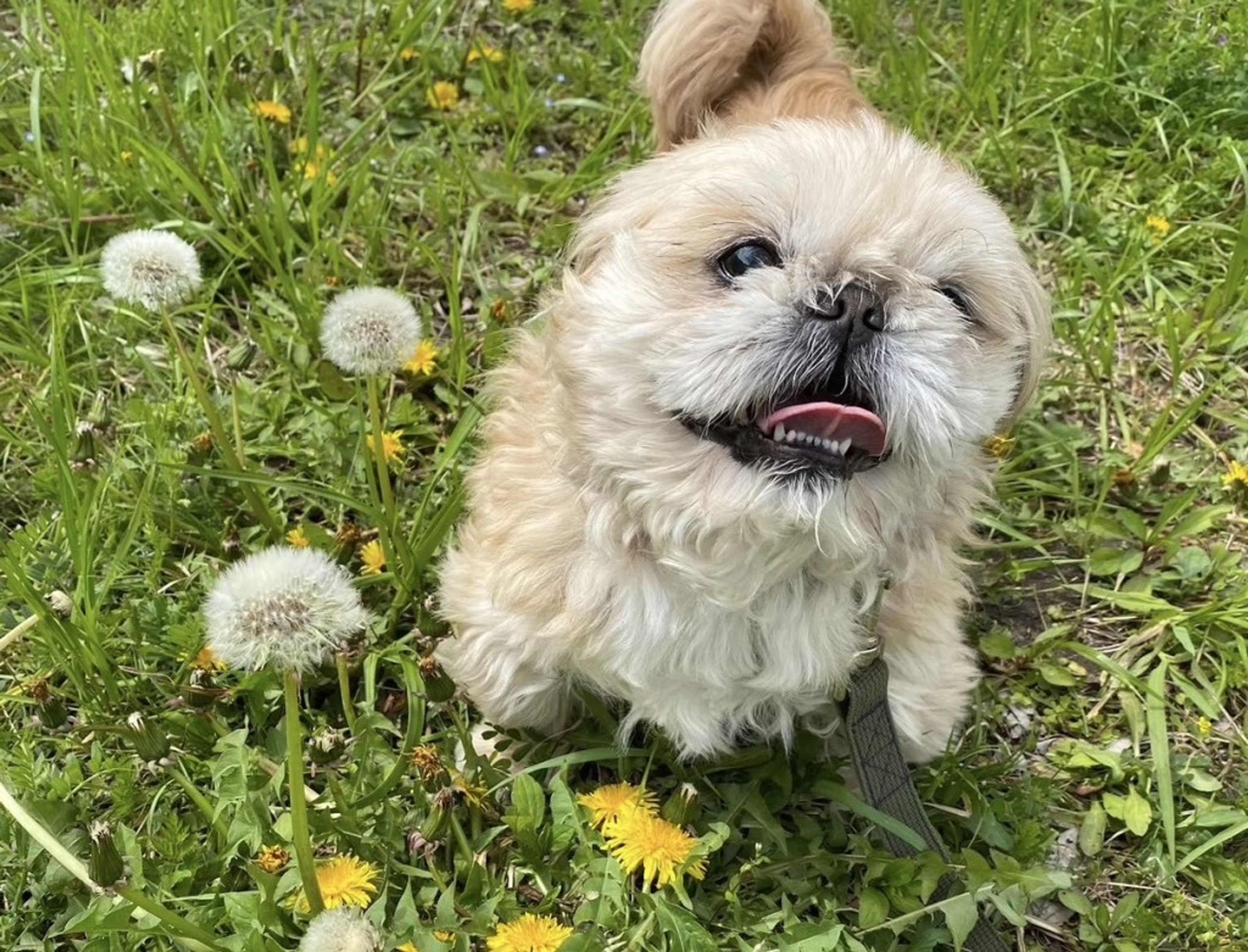 pet-image-5