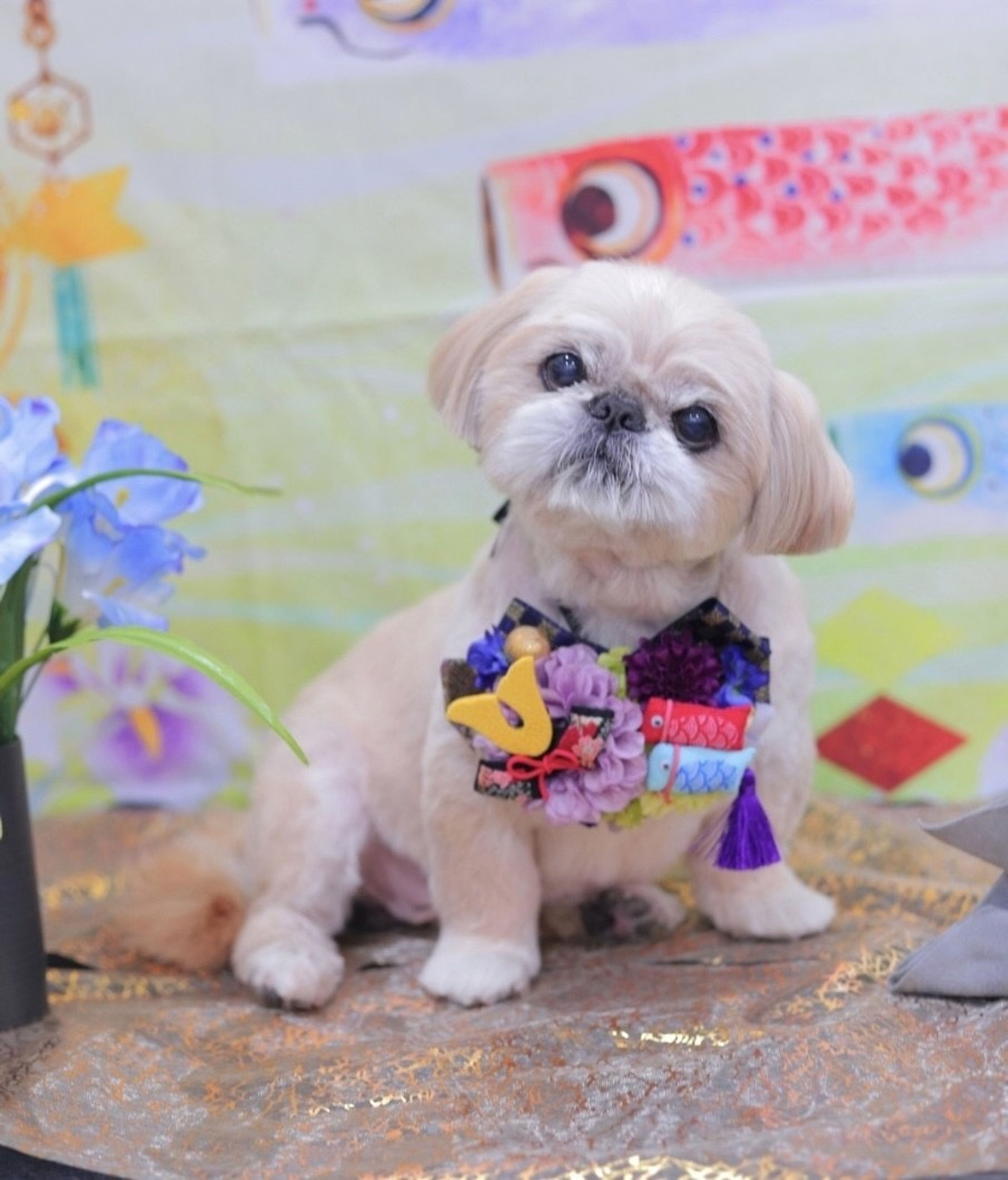 雑種（ミックス犬）・オスの里親募集の写真
