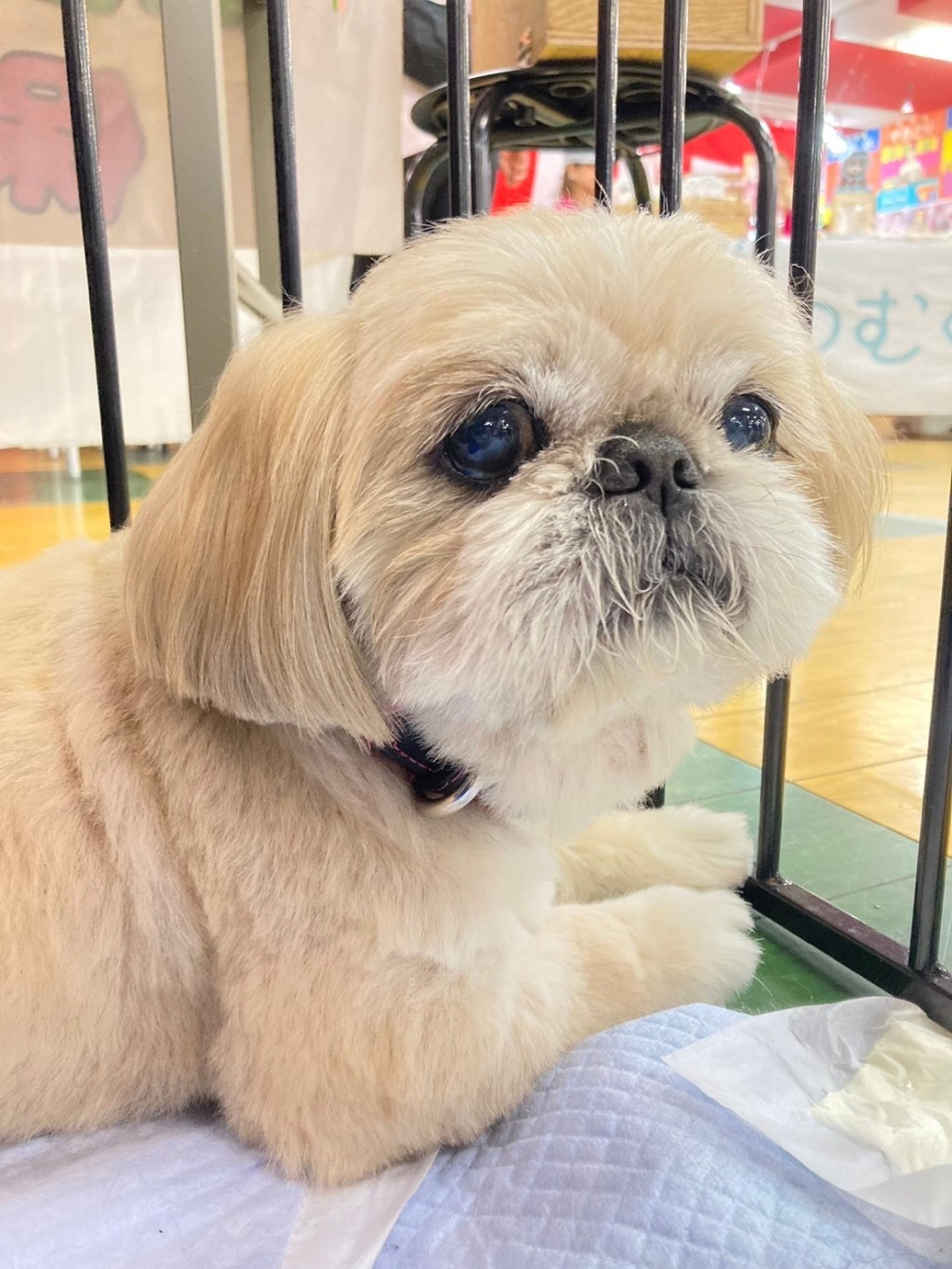 pet-image-6