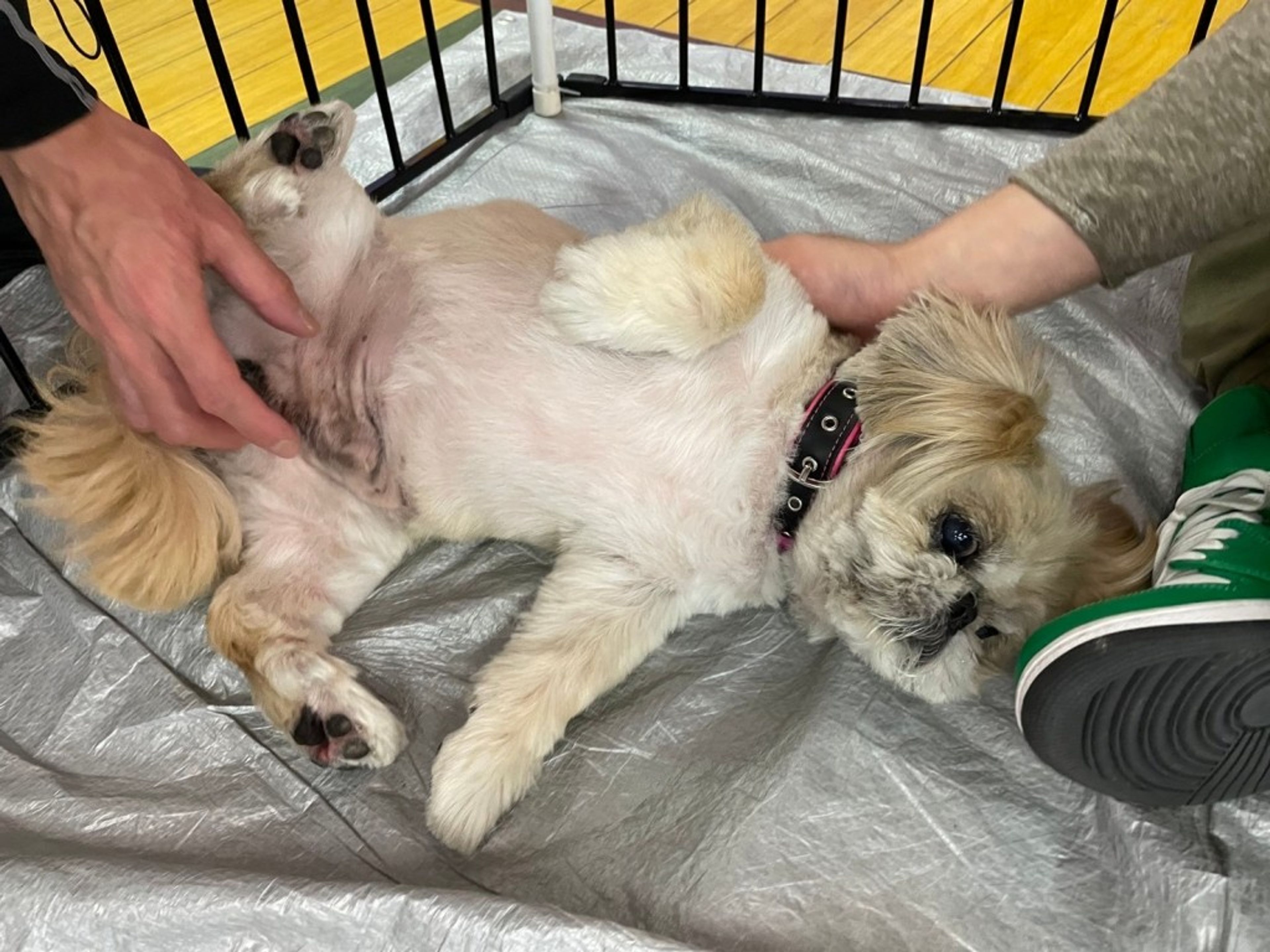 pet-image-7