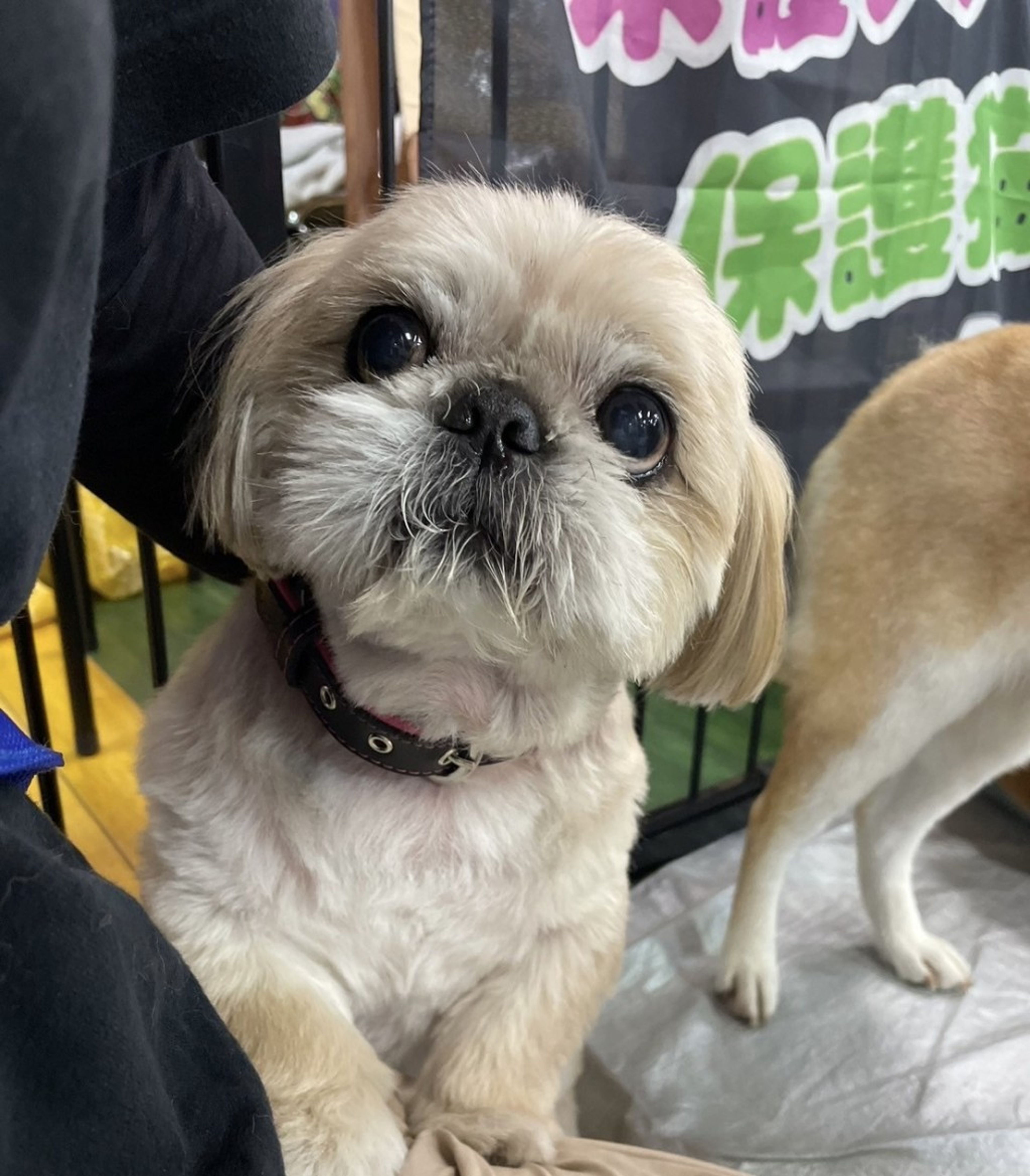 pet-image-2