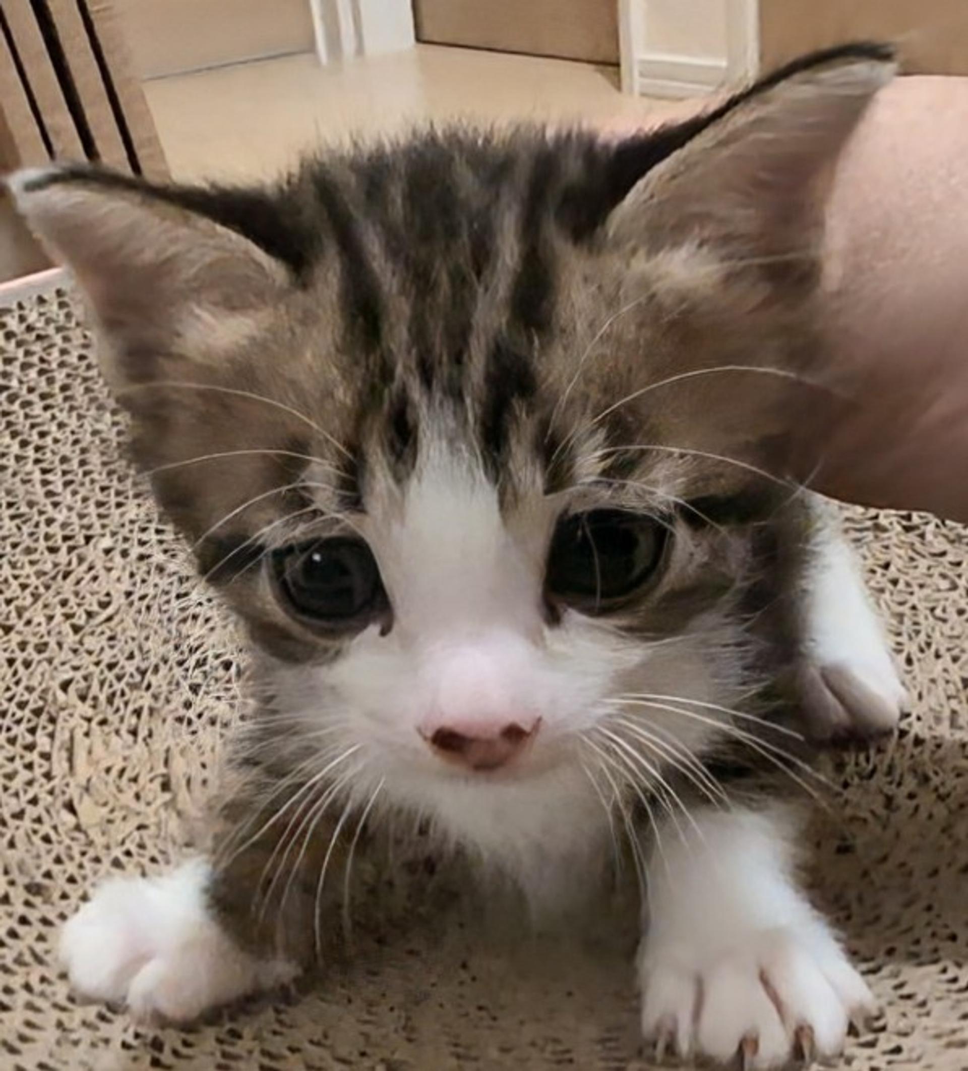 pet-image-4