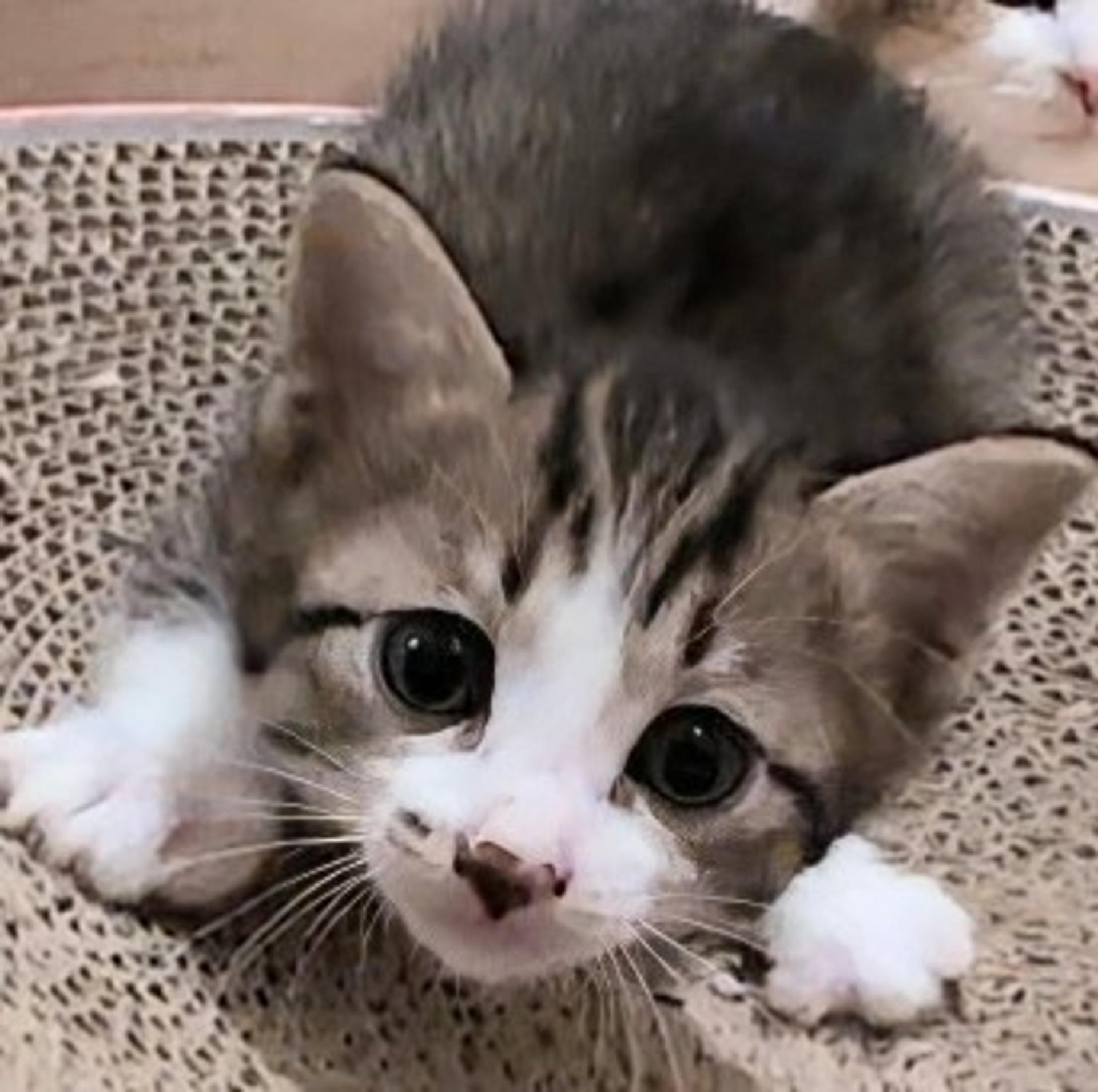 pet-image-5