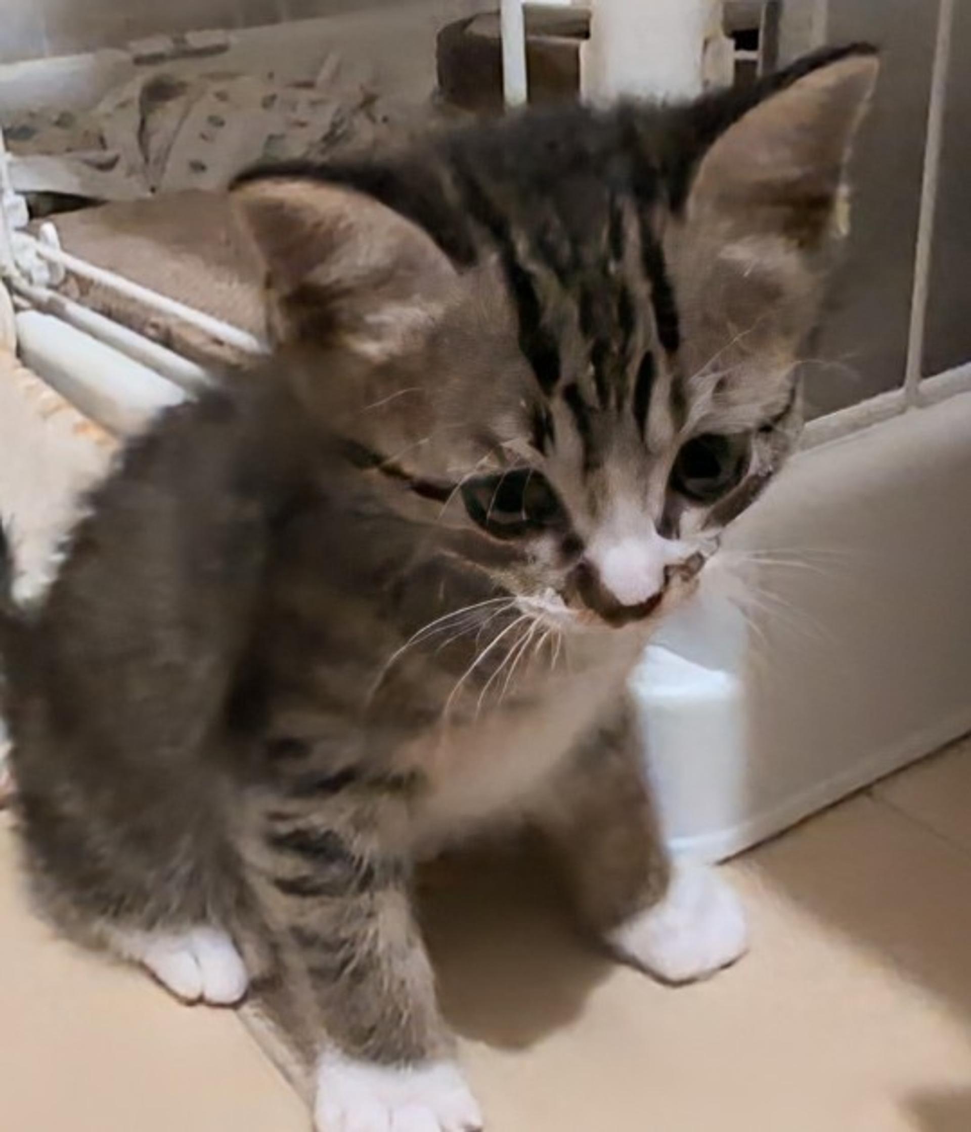 pet-image-6