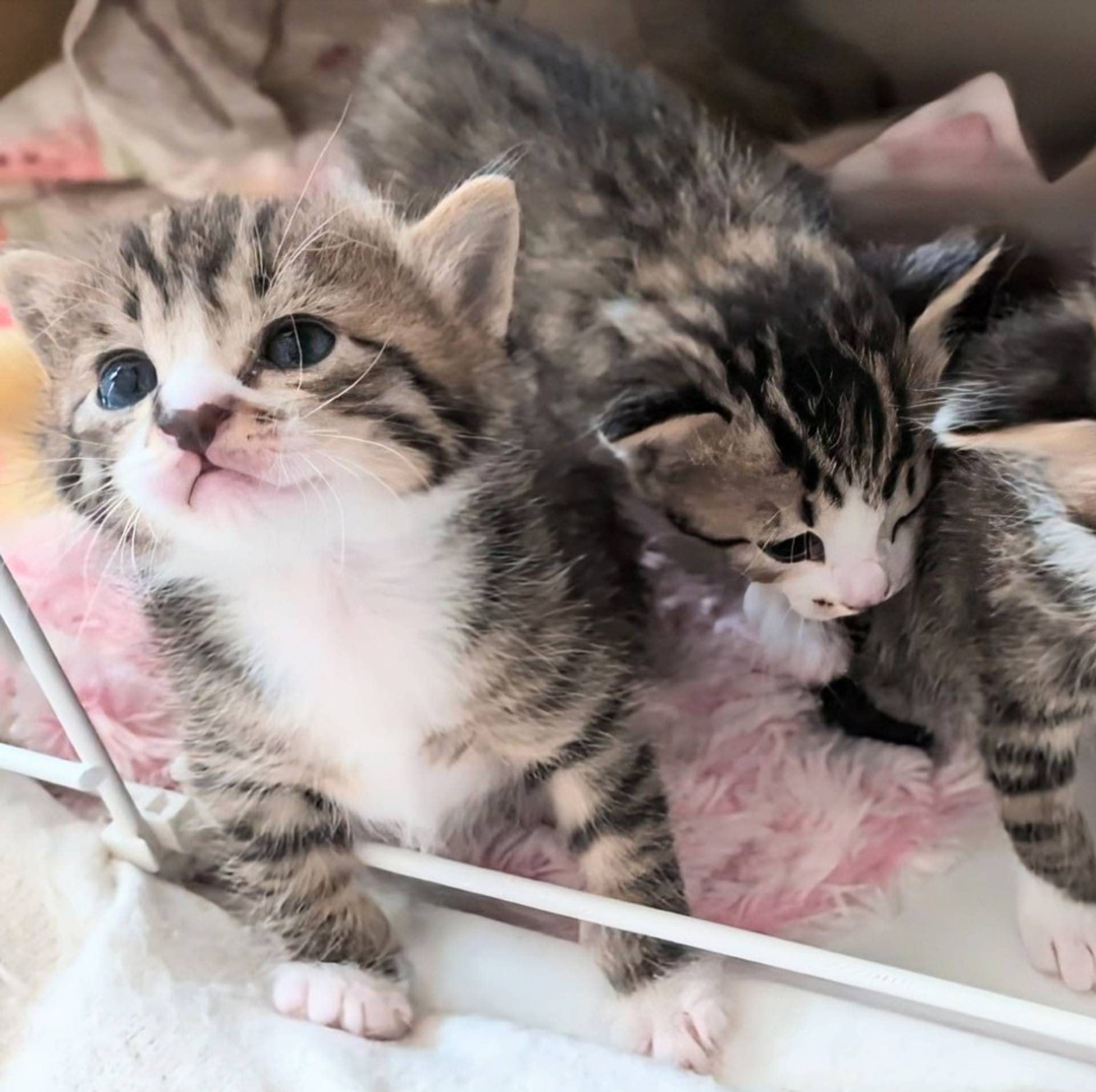 雑種（ミックス猫）・オスの里親募集の写真