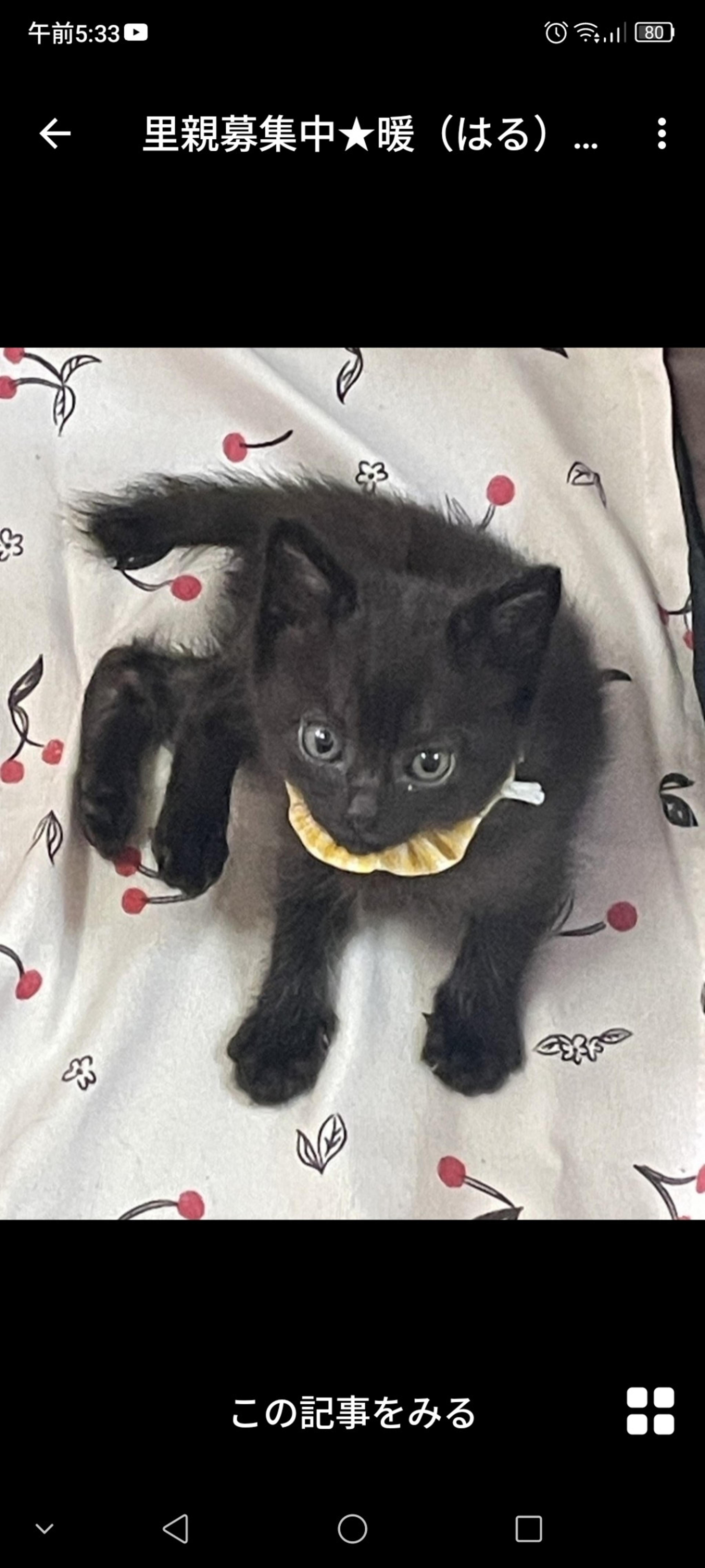pet-image-2