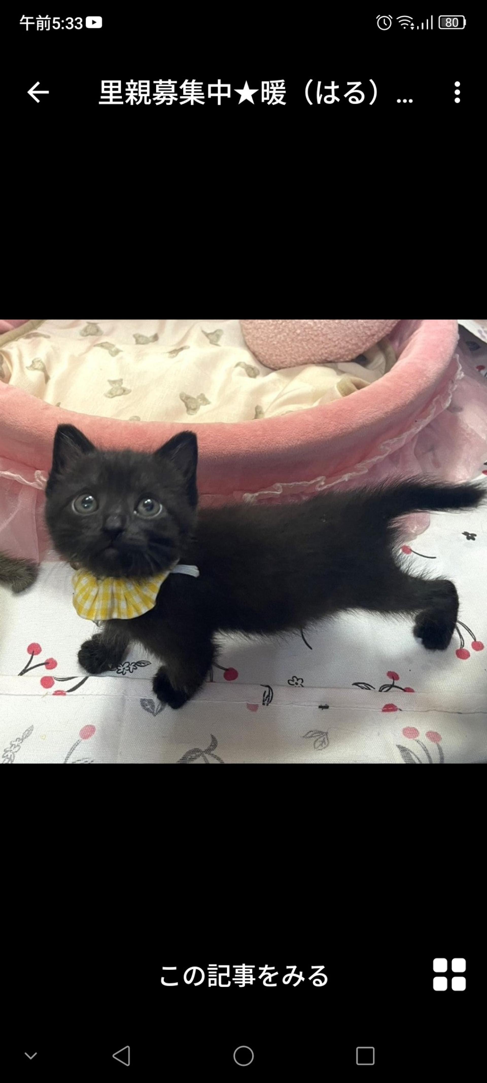 pet-image-3