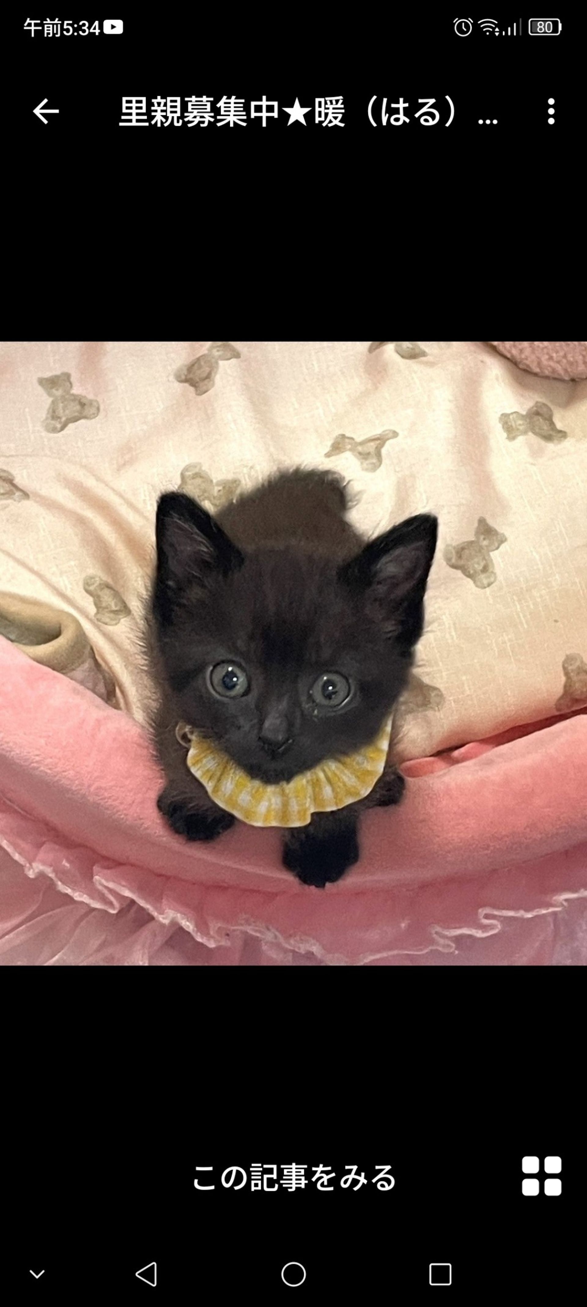 雑種（ミックス猫）・メスの里親募集の写真