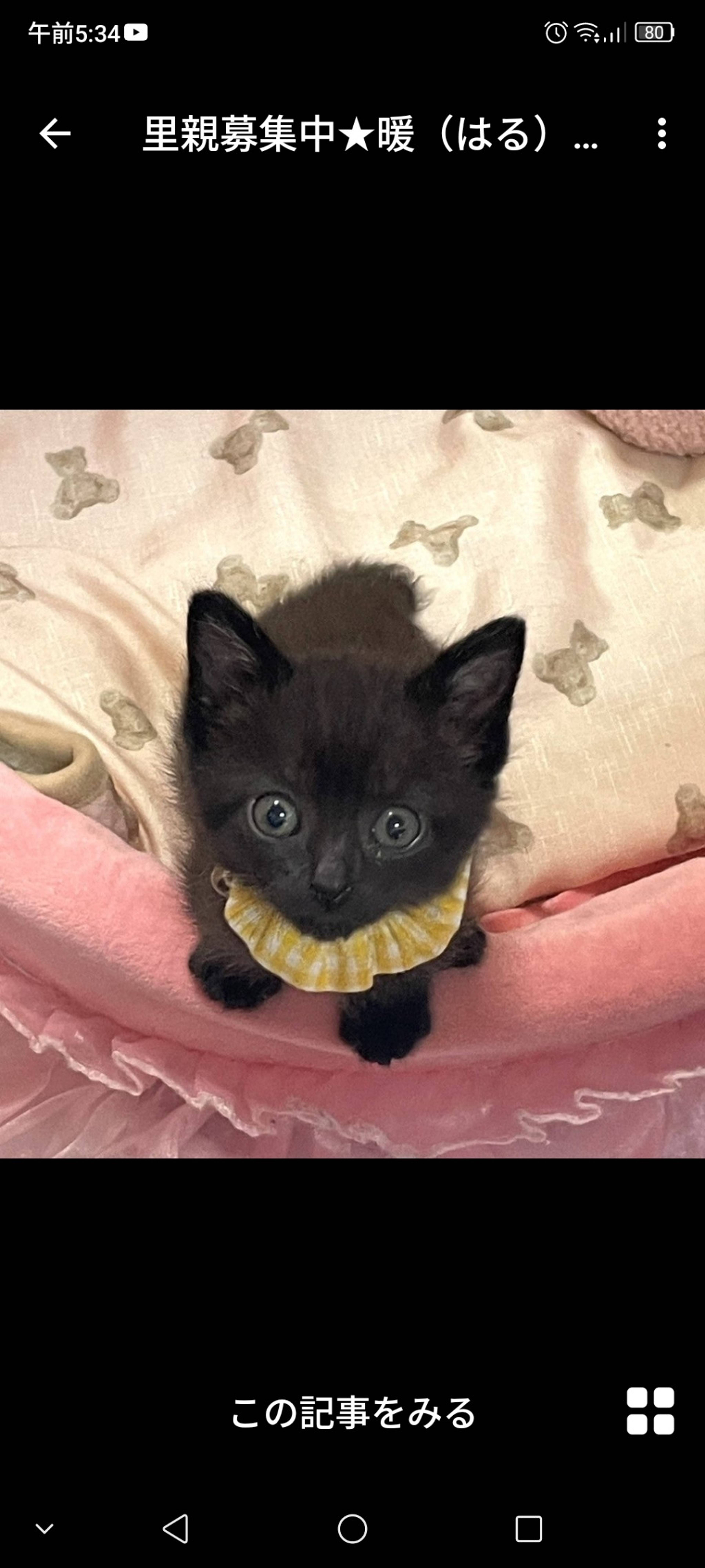 雑種（ミックス猫）・メスの里親募集の写真