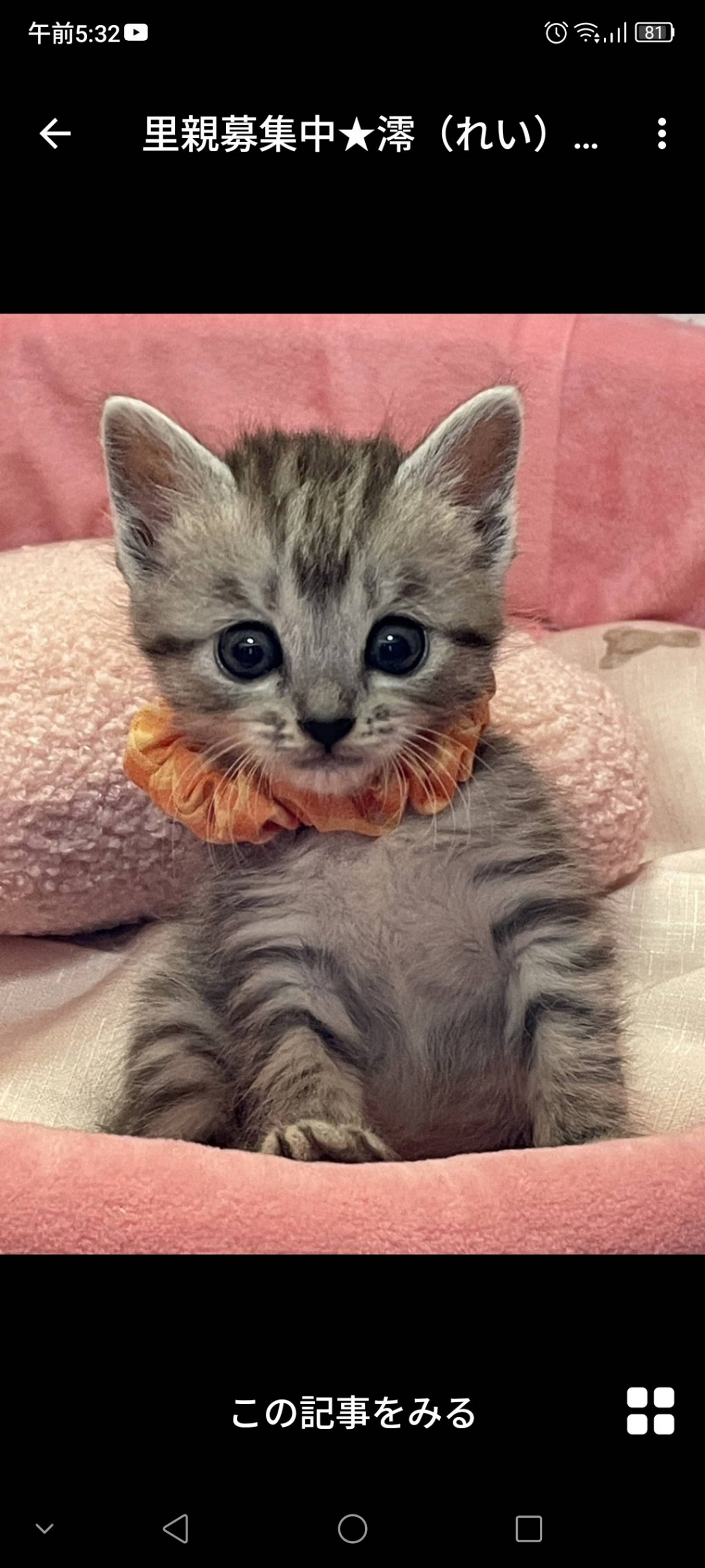 雑種（ミックス猫）・メスの里親募集の写真