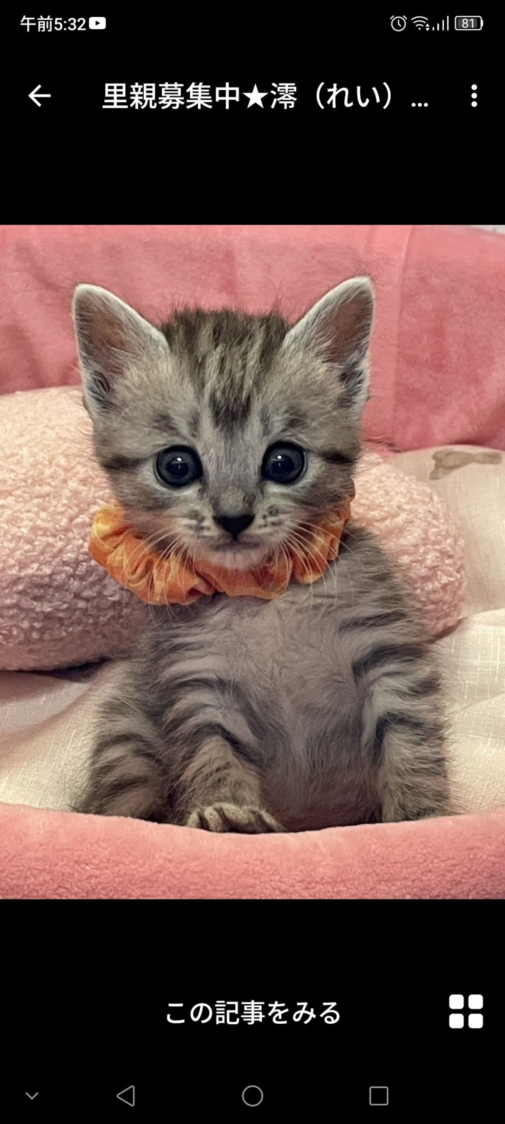 雑種（ミックス猫）・メスの里親募集の写真