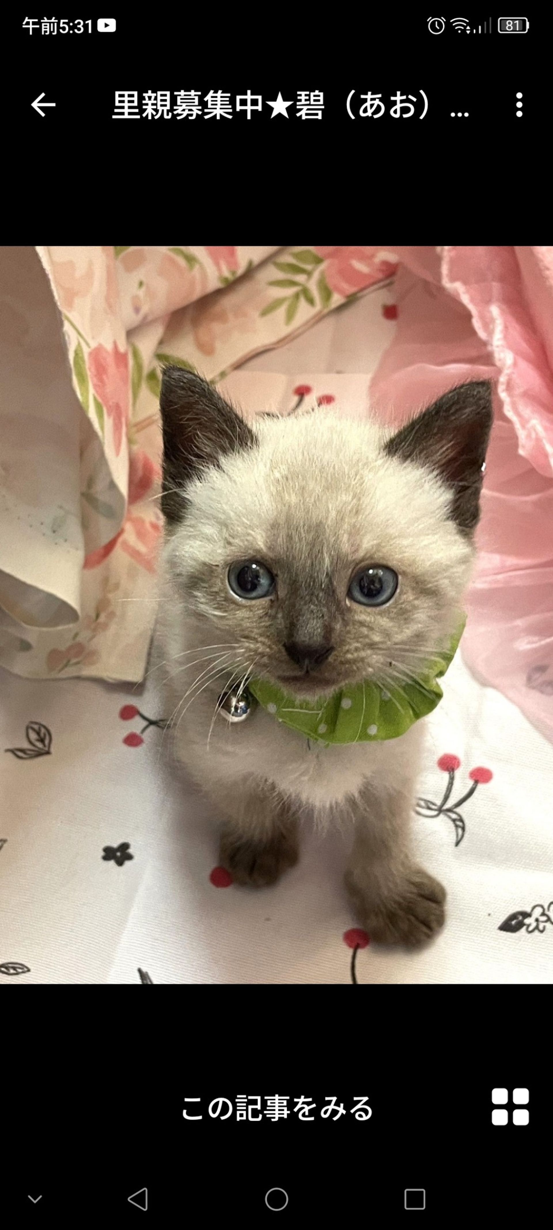 雑種（ミックス猫）・オスの里親募集の写真