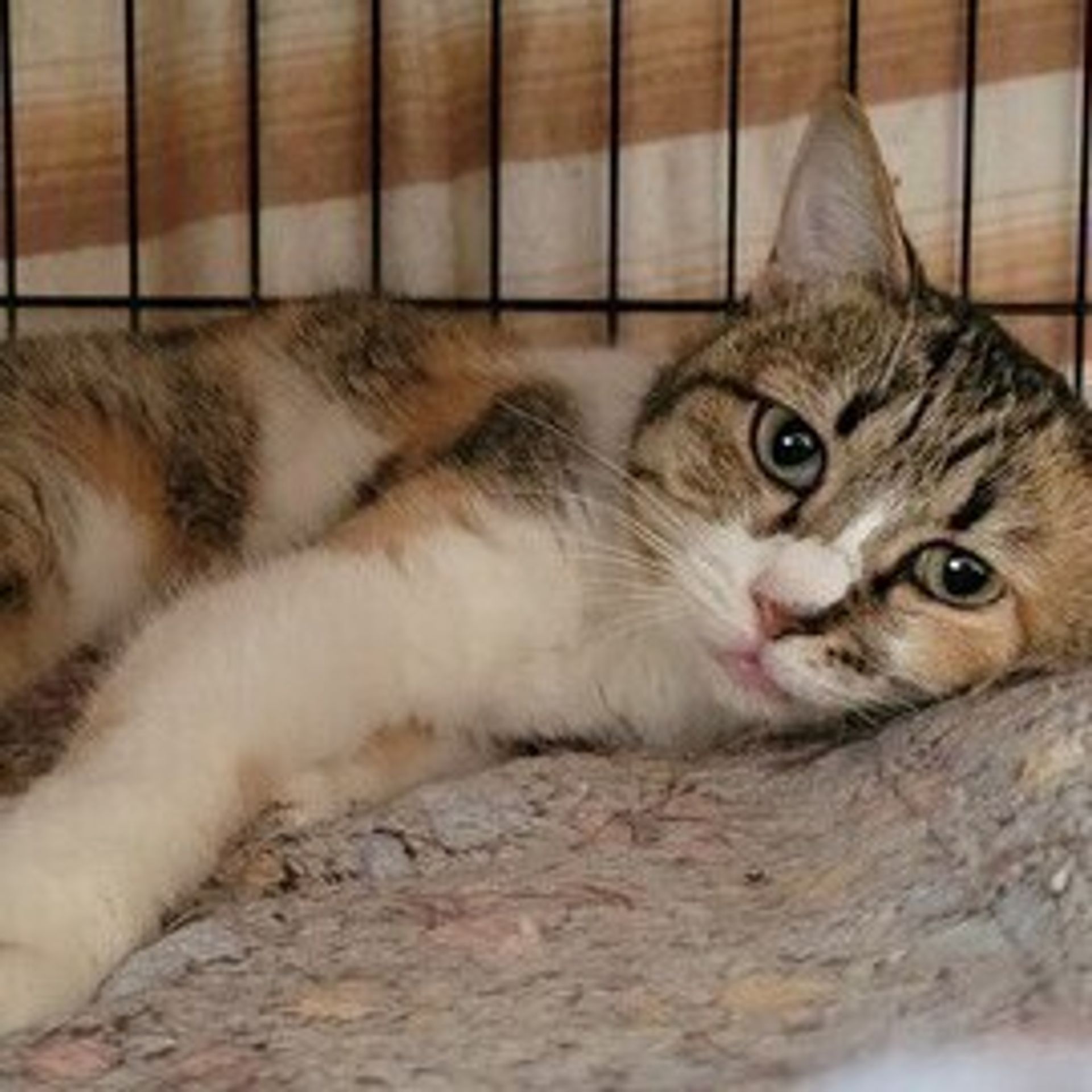 雑種（ミックス猫）・メスの里親募集の写真