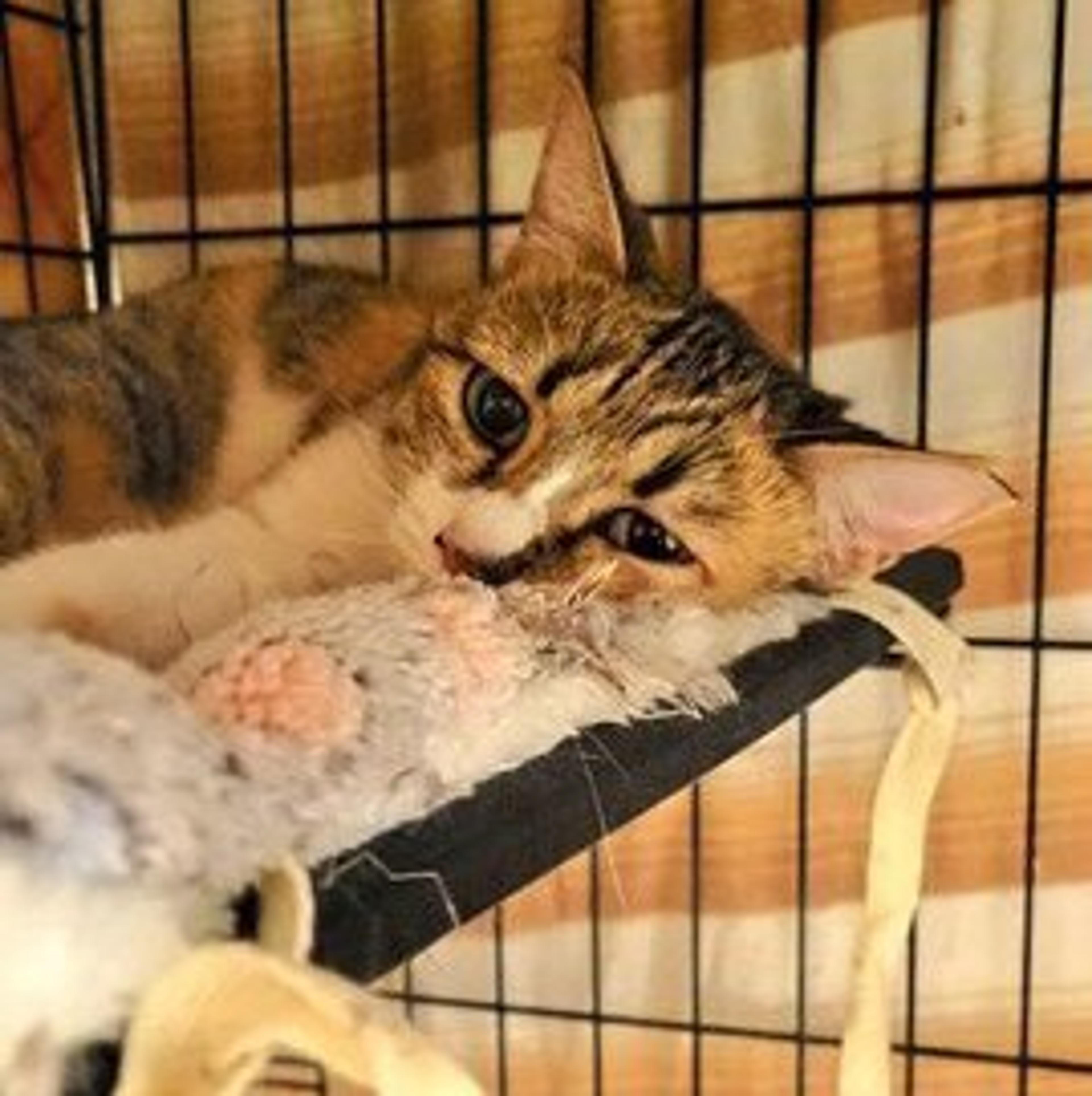 pet-image-2