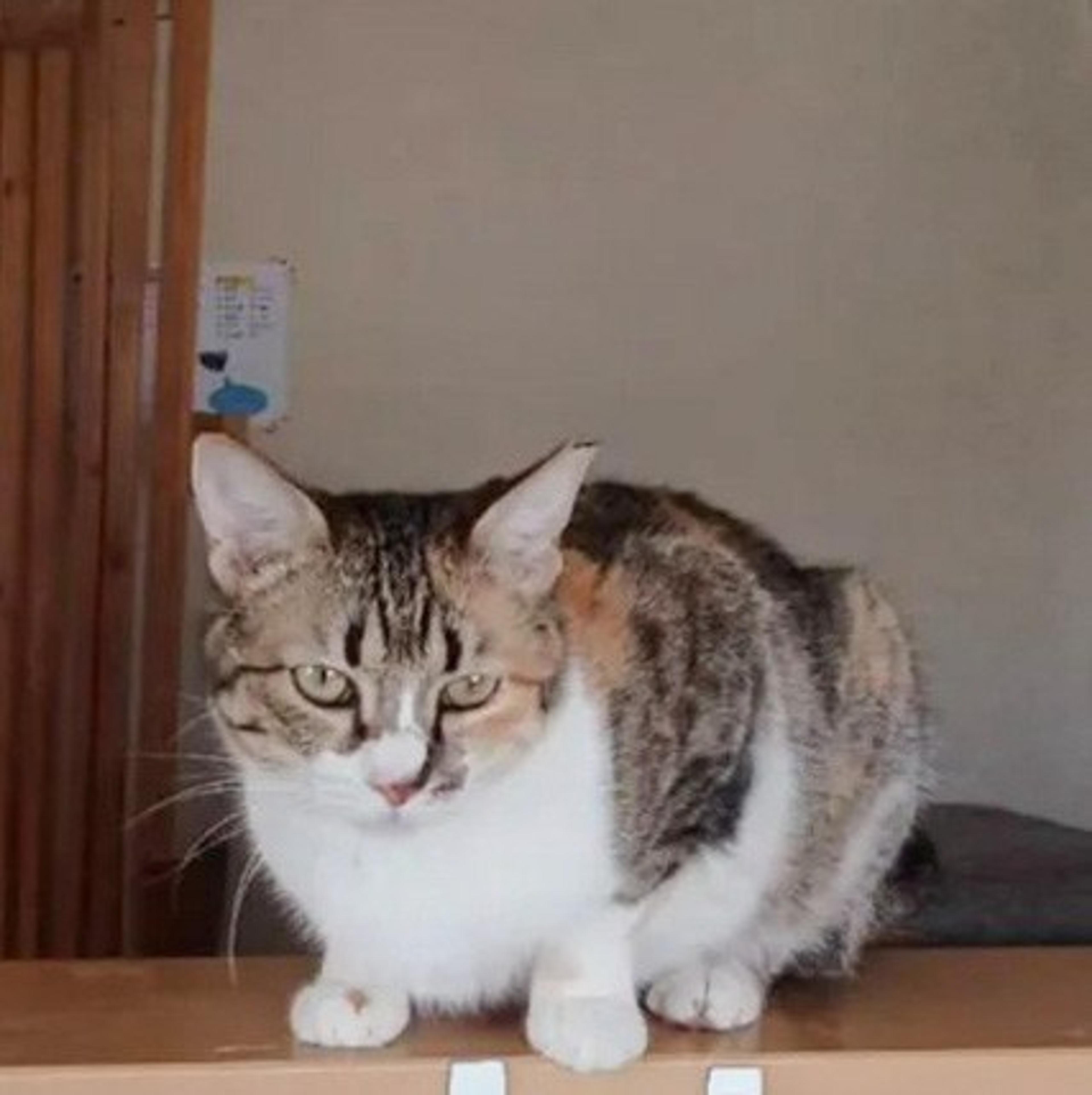 pet-image-5