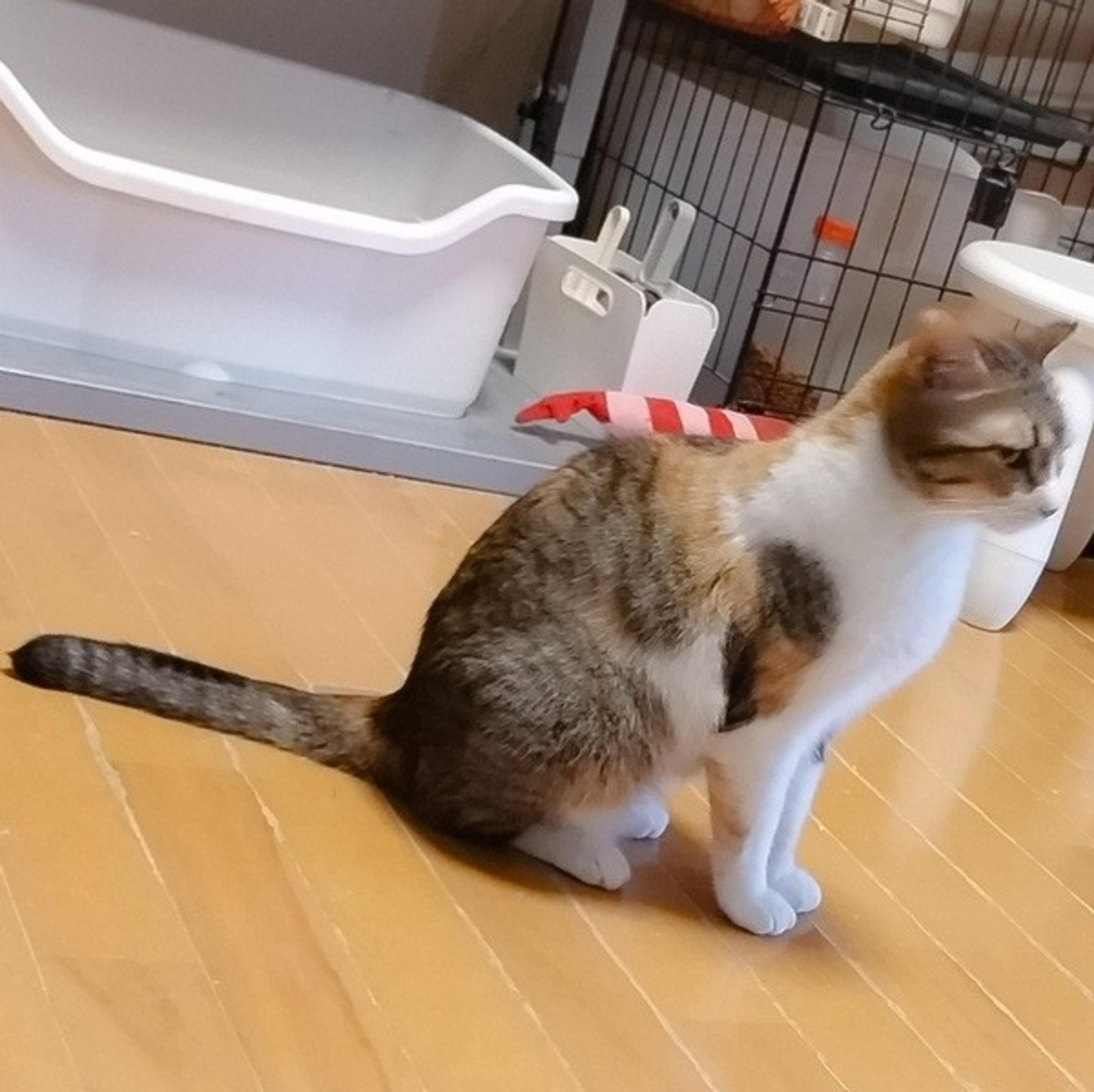 pet-image-6