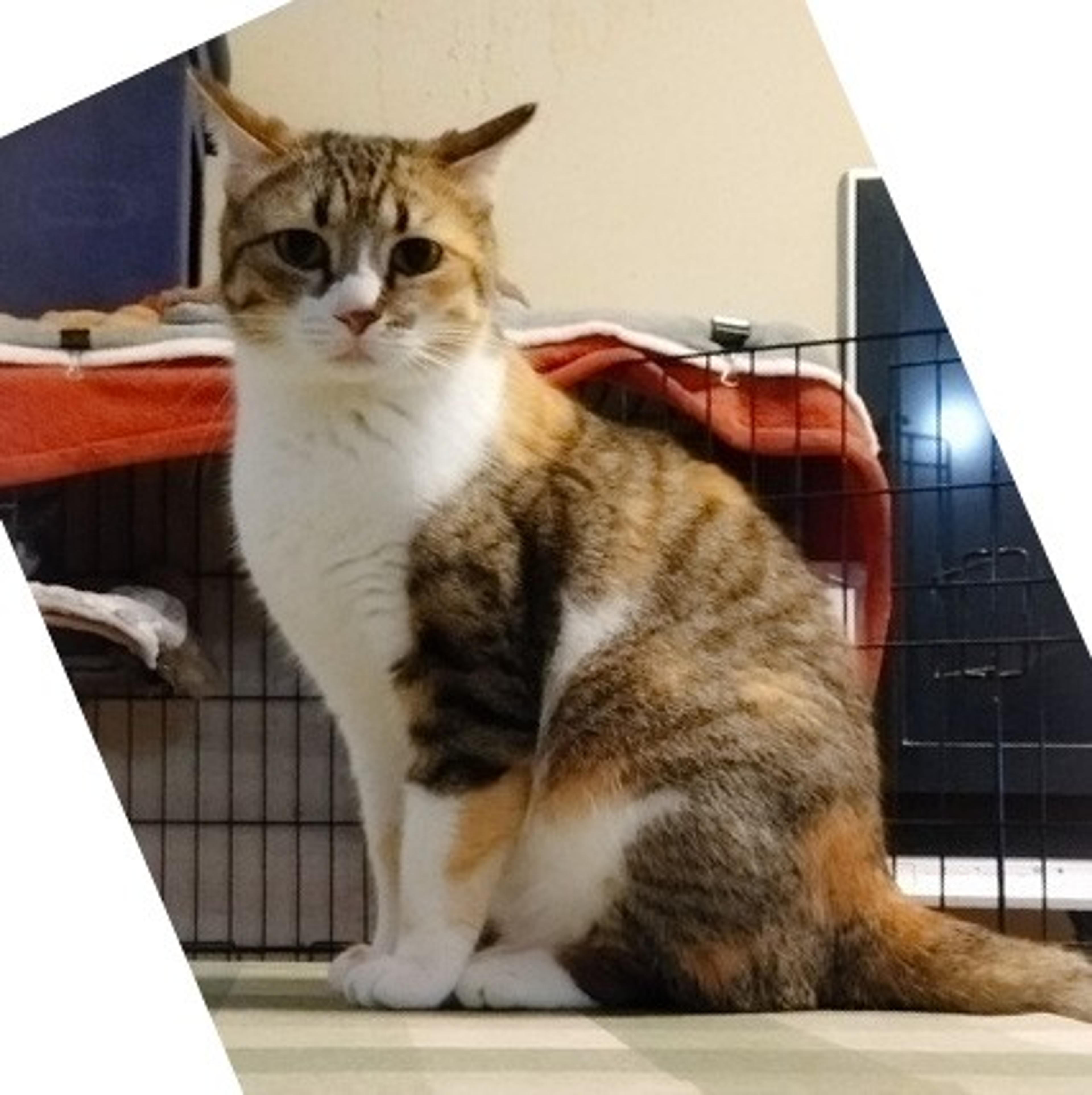 pet-image-7