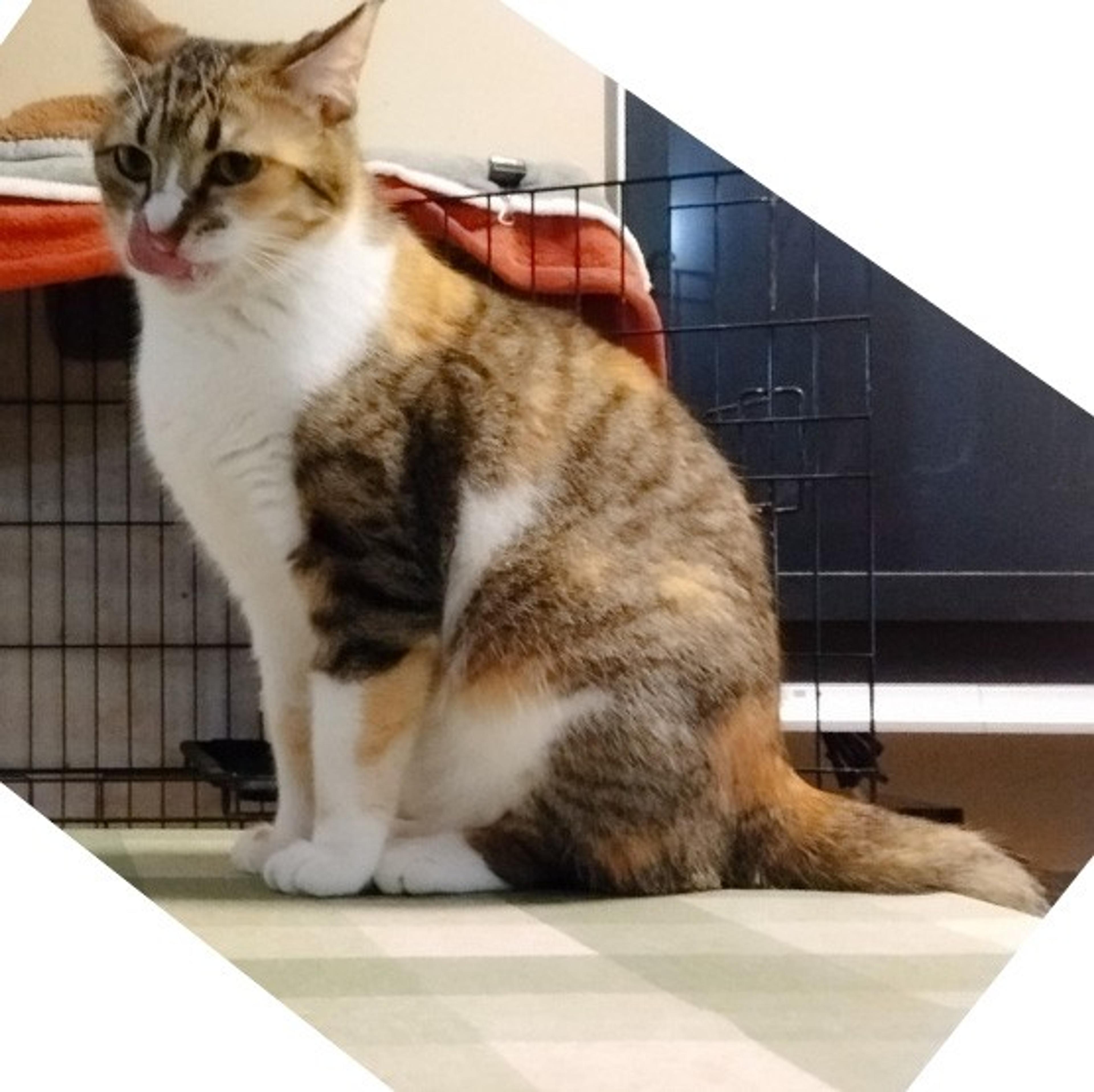 pet-image-8