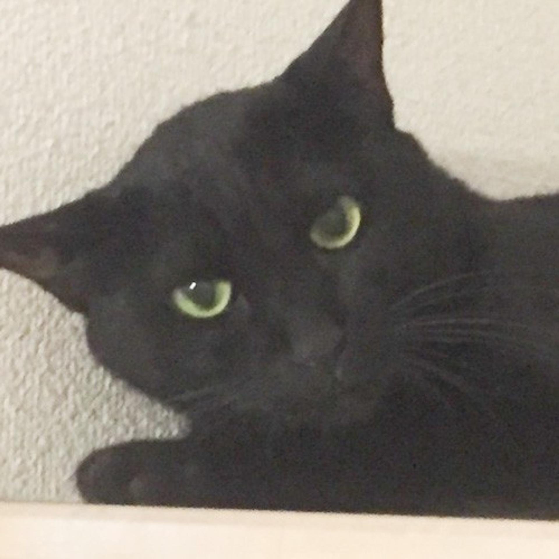 pet-image-8